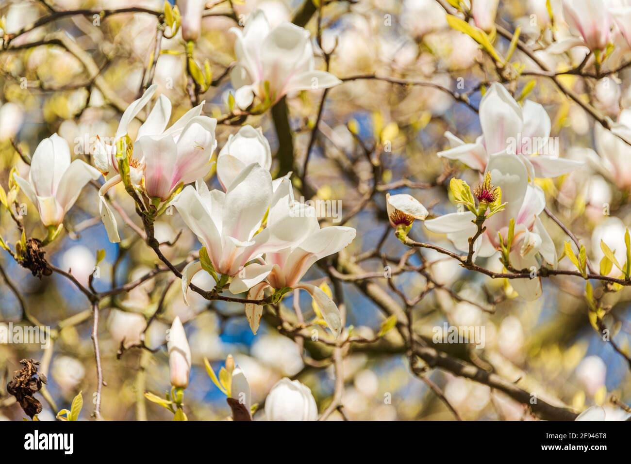 Weiße Magnolienblüten im Frühjahr Stock Photo