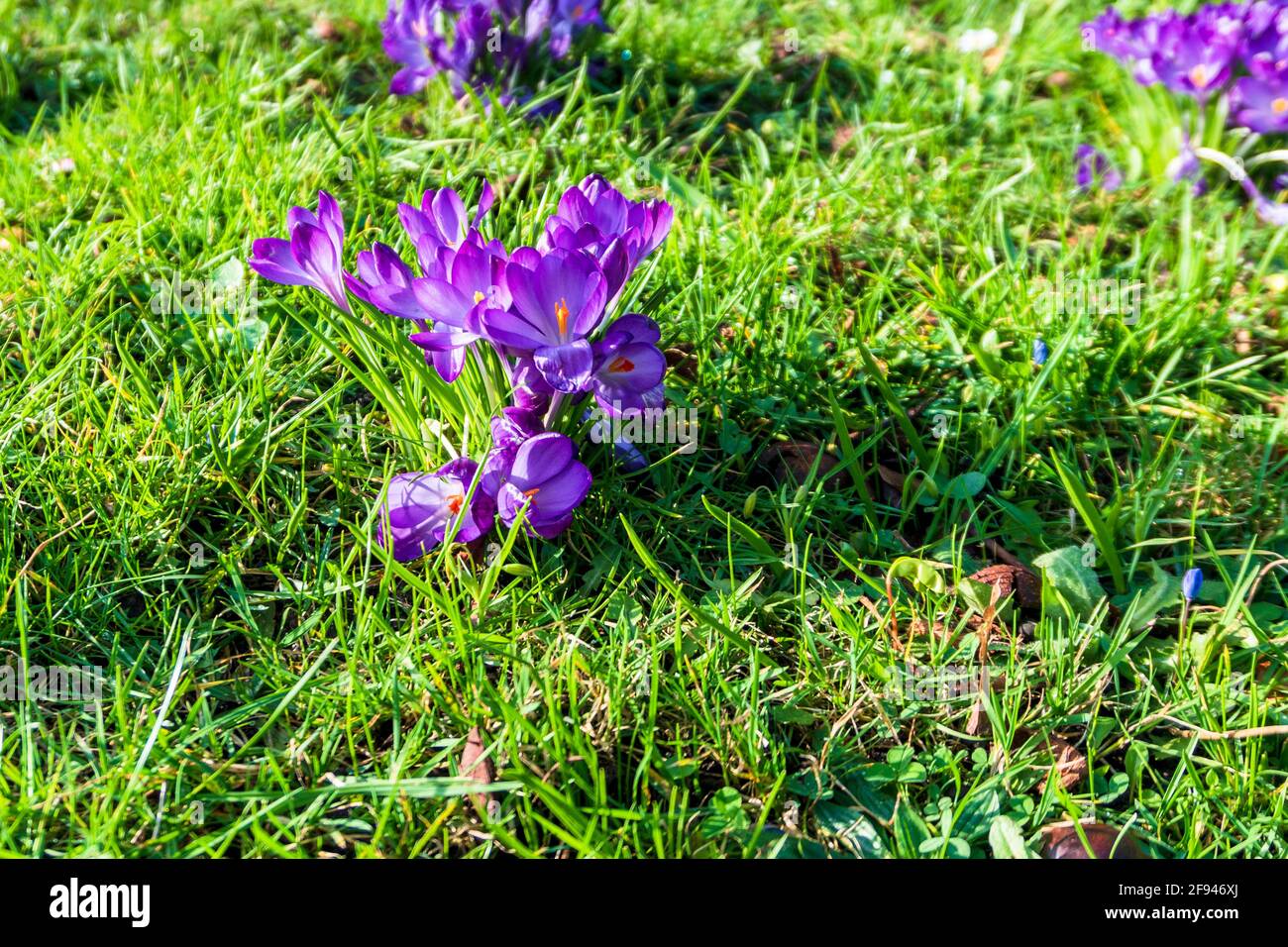 Lila blumen hires stock photography and images Alamy