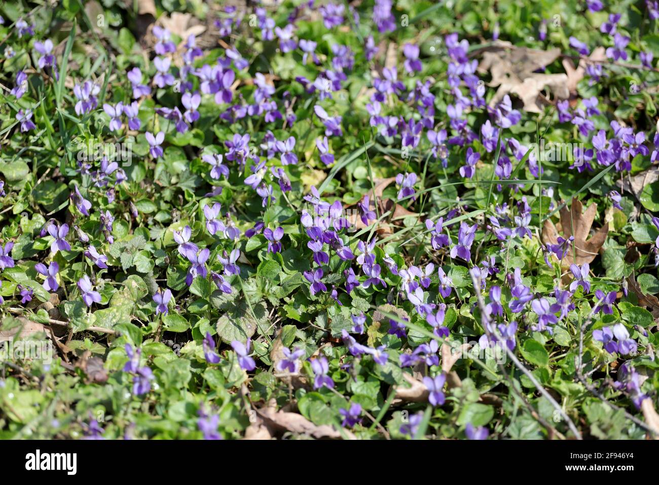 Wild purple violets in nature, close up. No sharpen Stock Photo