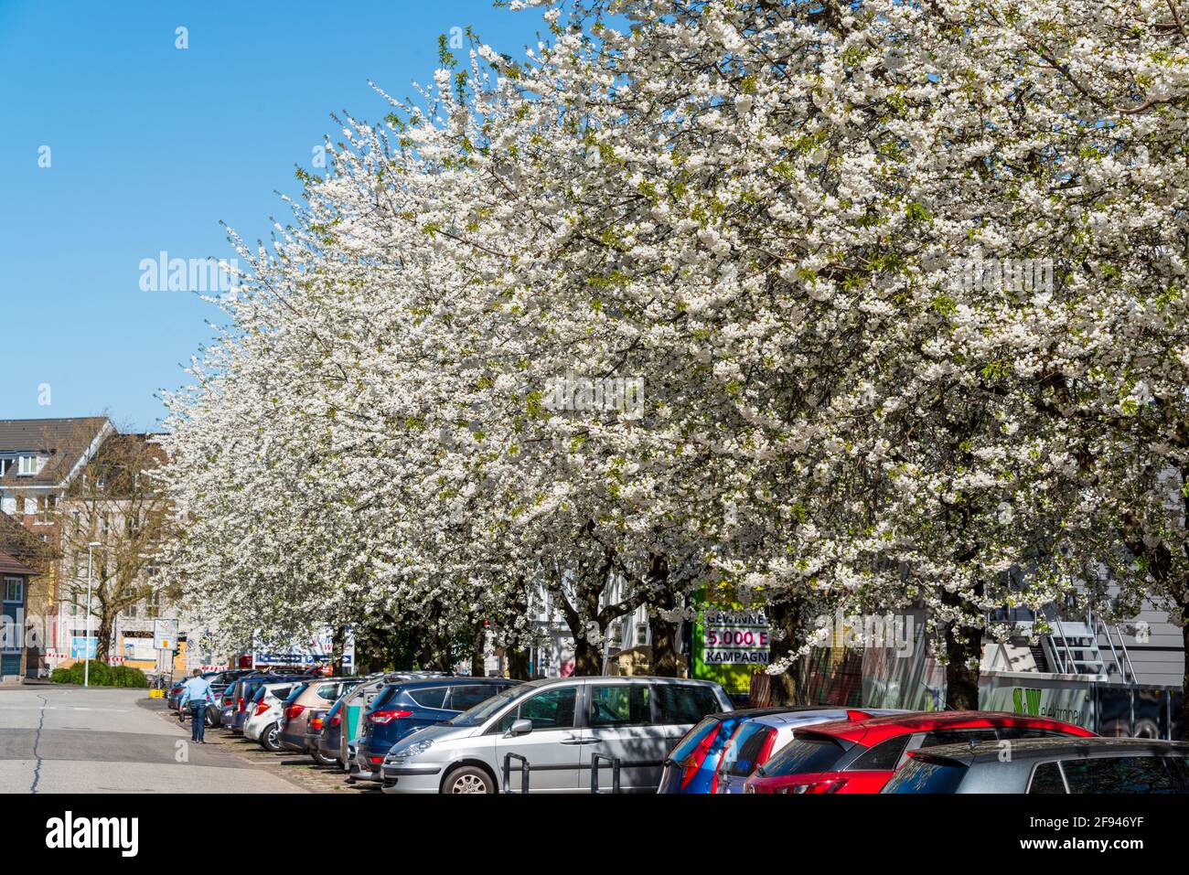 Blühende Obstbäume in der Innenstadt von Kiel Stock Photo