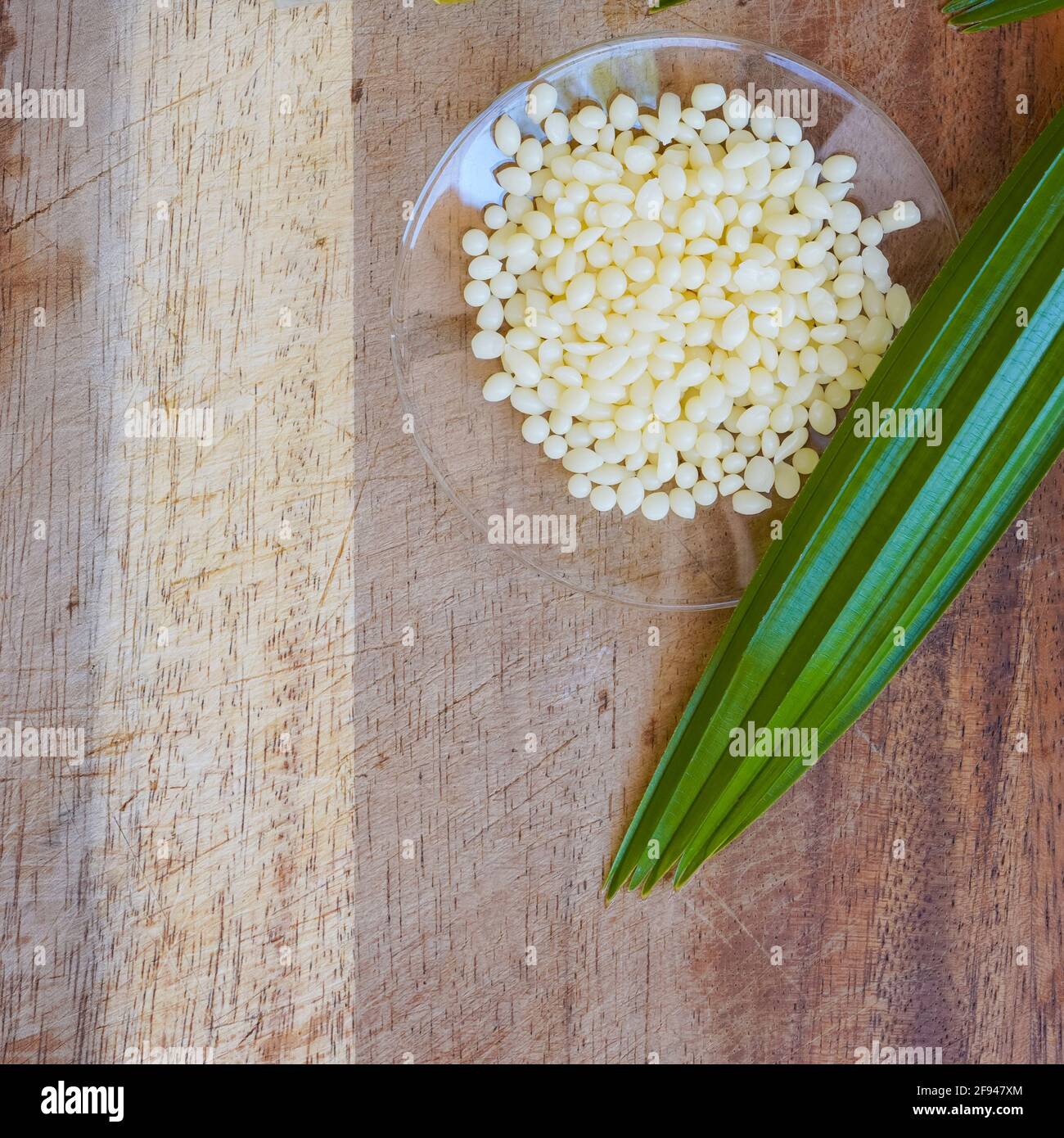 Organic Candelilla Wax in Chemical Watch Glass and broadleaf lady palm leaf  on wooden background. (Top View Stock Photo - Alamy