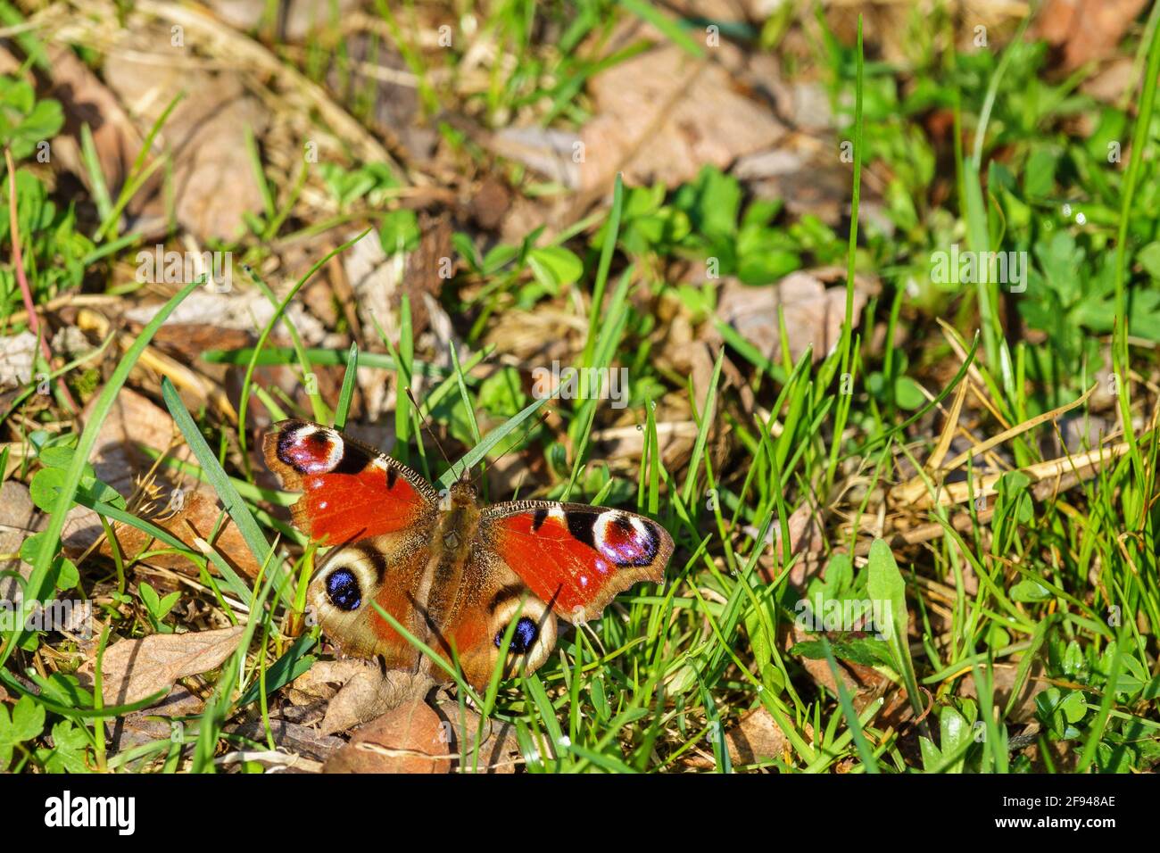 Colorful Peacock butterfly in the grass Stock Photo - Alamy