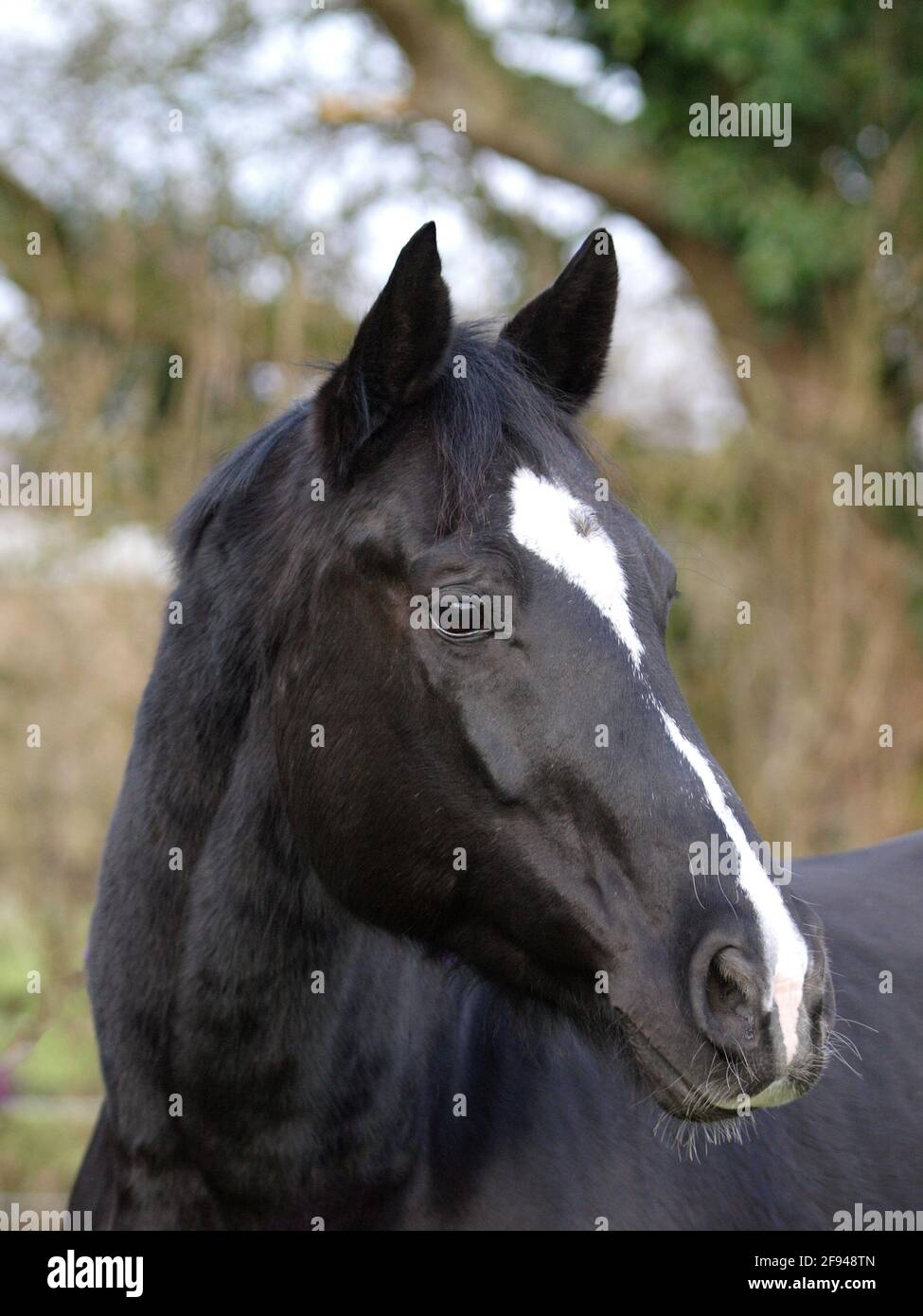 Shiny horse coat hires stock photography and images Alamy