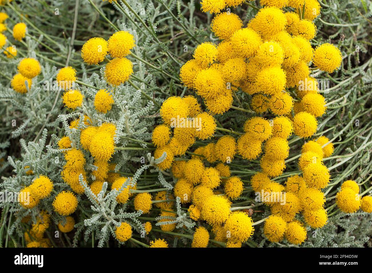 Santolina chamaecyparissus Grey LavenderCotton AKA ground cypress