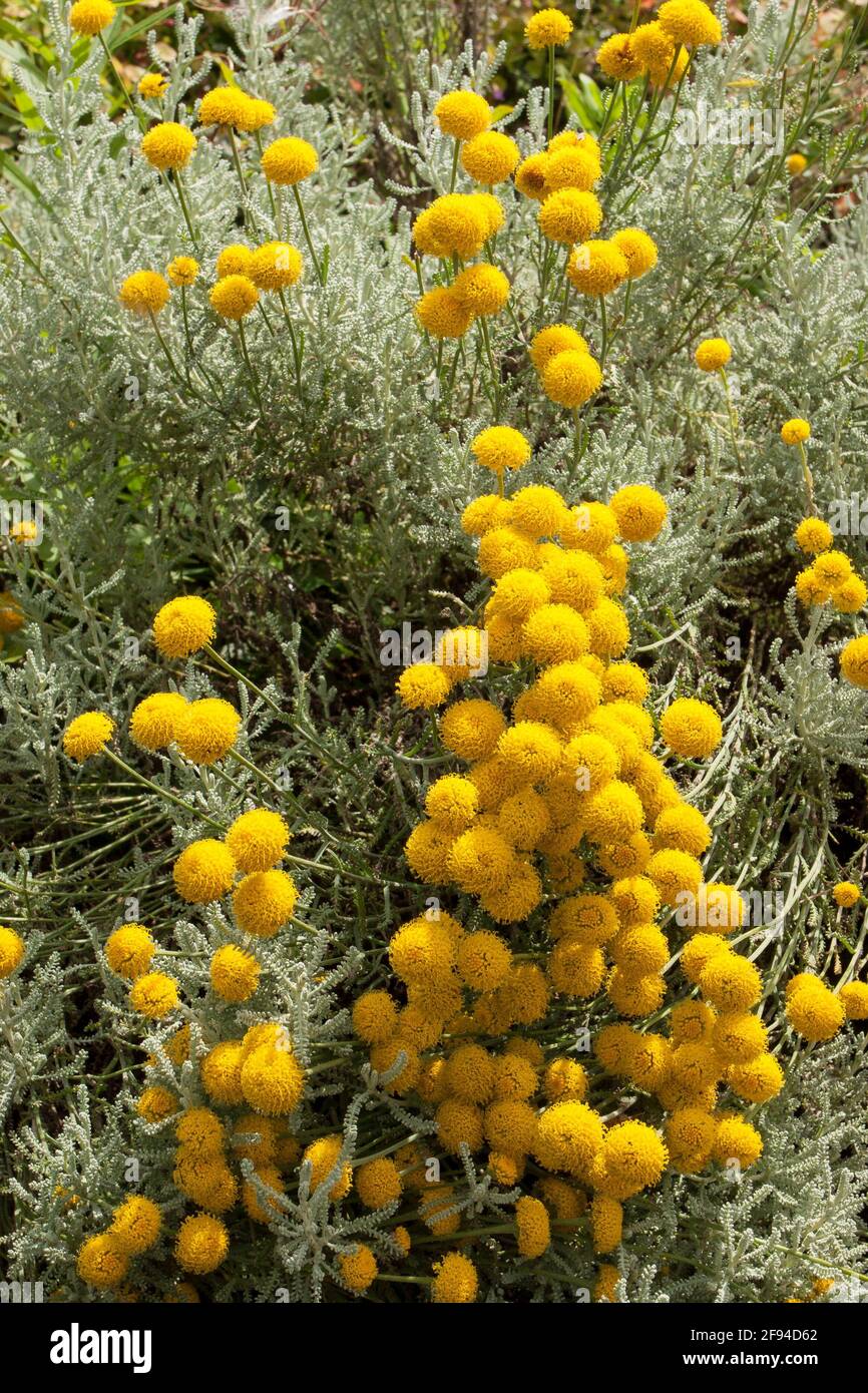 Santolina chamaecyparissus Grey LavenderCotton AKA ground cypress. Evergreen perennial. Cotton