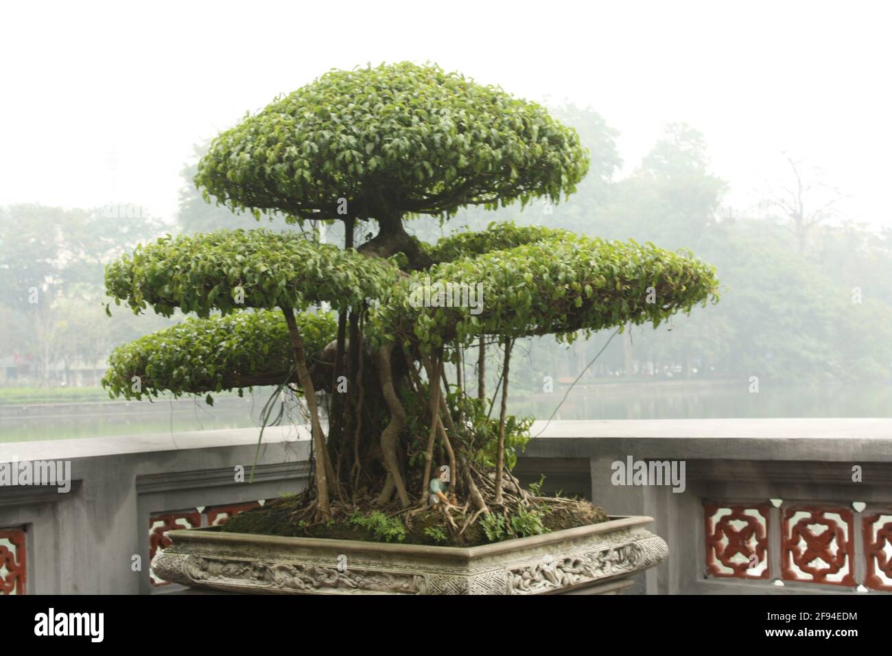 bonsai tree bonzai tree outdoor day vertical Stock Photo - Alamy