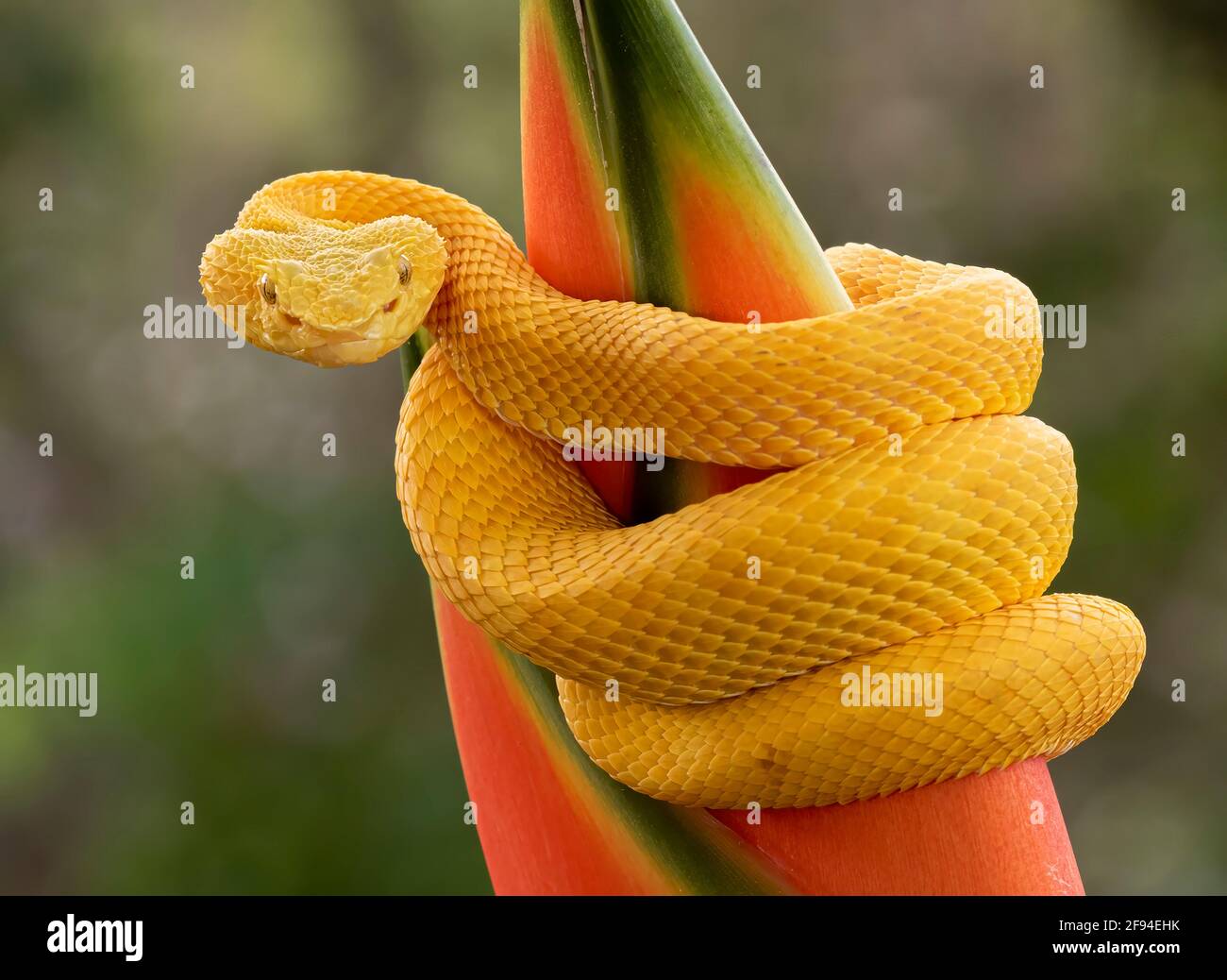 Eyelash pitviper snake coiled around a plant in Costa Rica Stock Photo