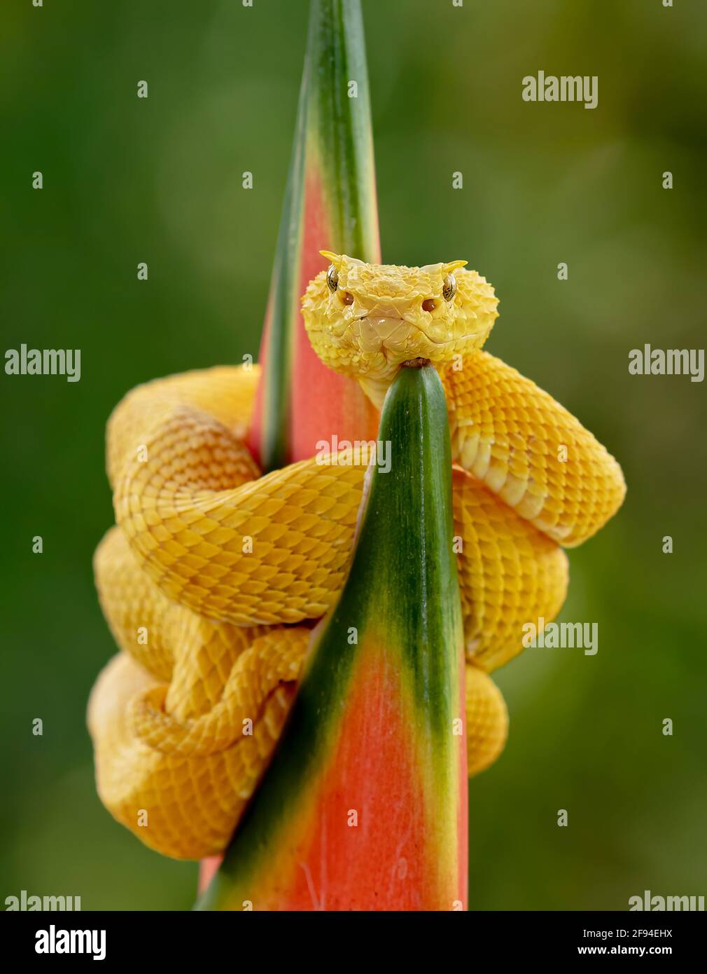 Eyelash pitviper snake coiled around a plant in Costa Rica Stock Photo