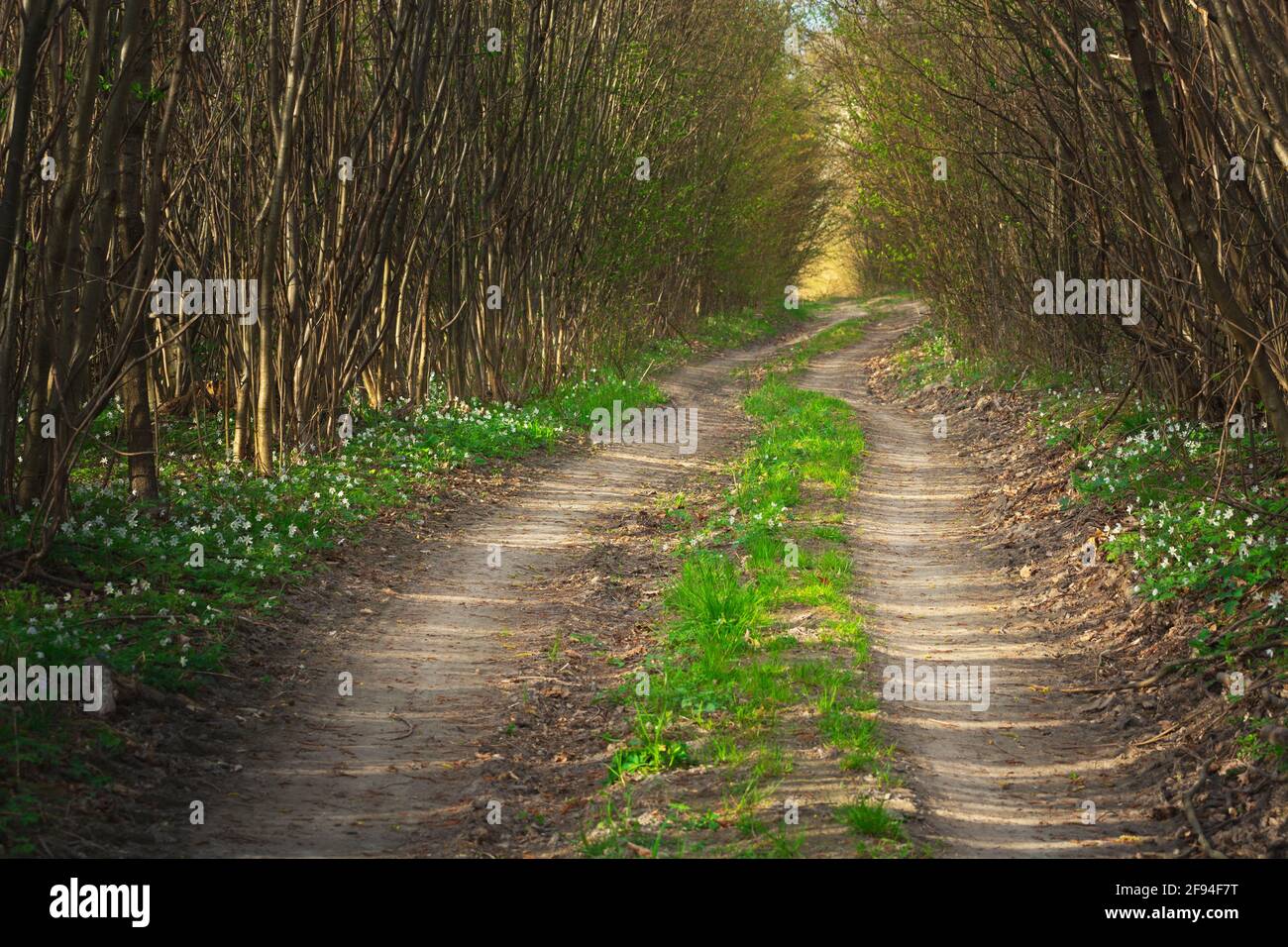 Footpath through dense forest hi-res stock photography and images - Alamy