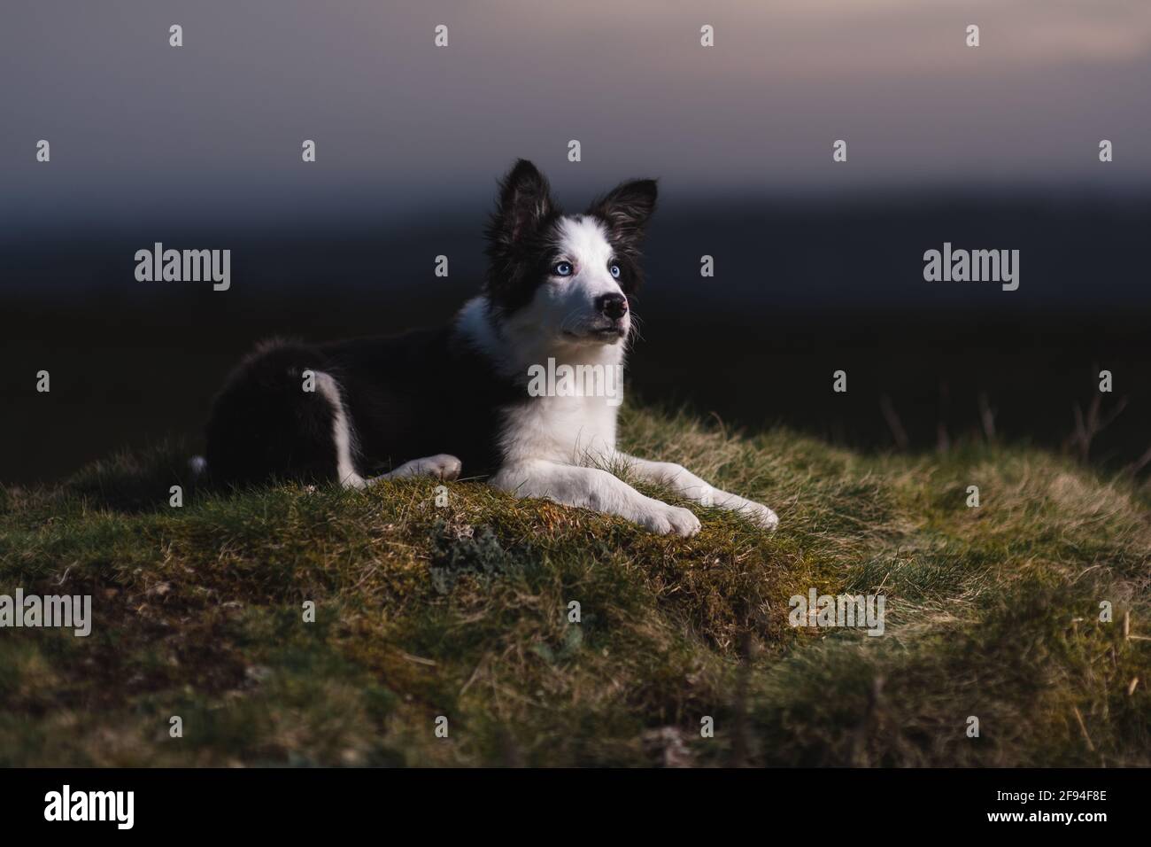 Border Collie sheep dog puppy 8 weeks old on a farm in South Wales Stock Photo