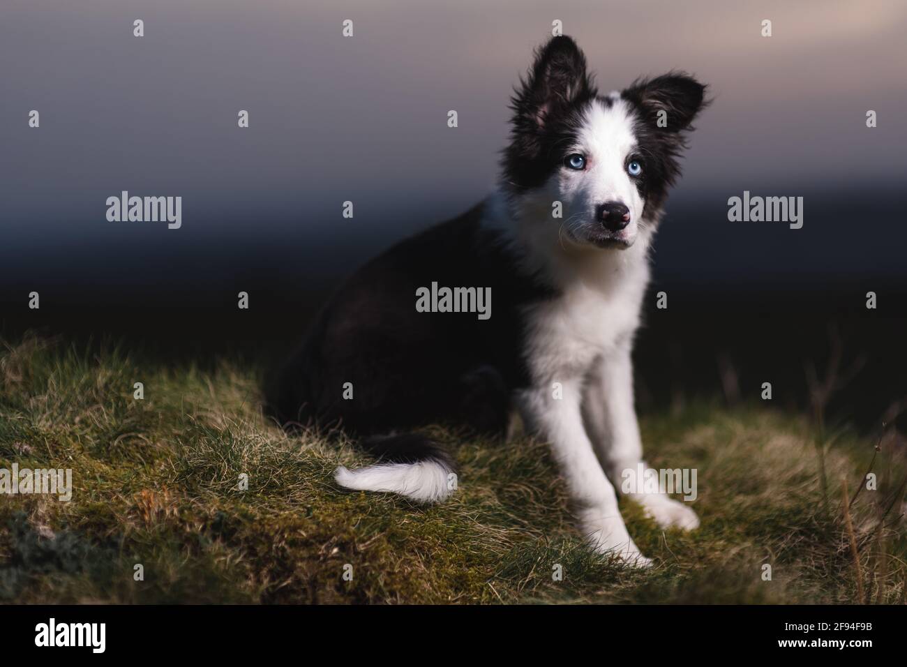 Border Collie sheep dog puppy 8 weeks old on a farm in South Wales