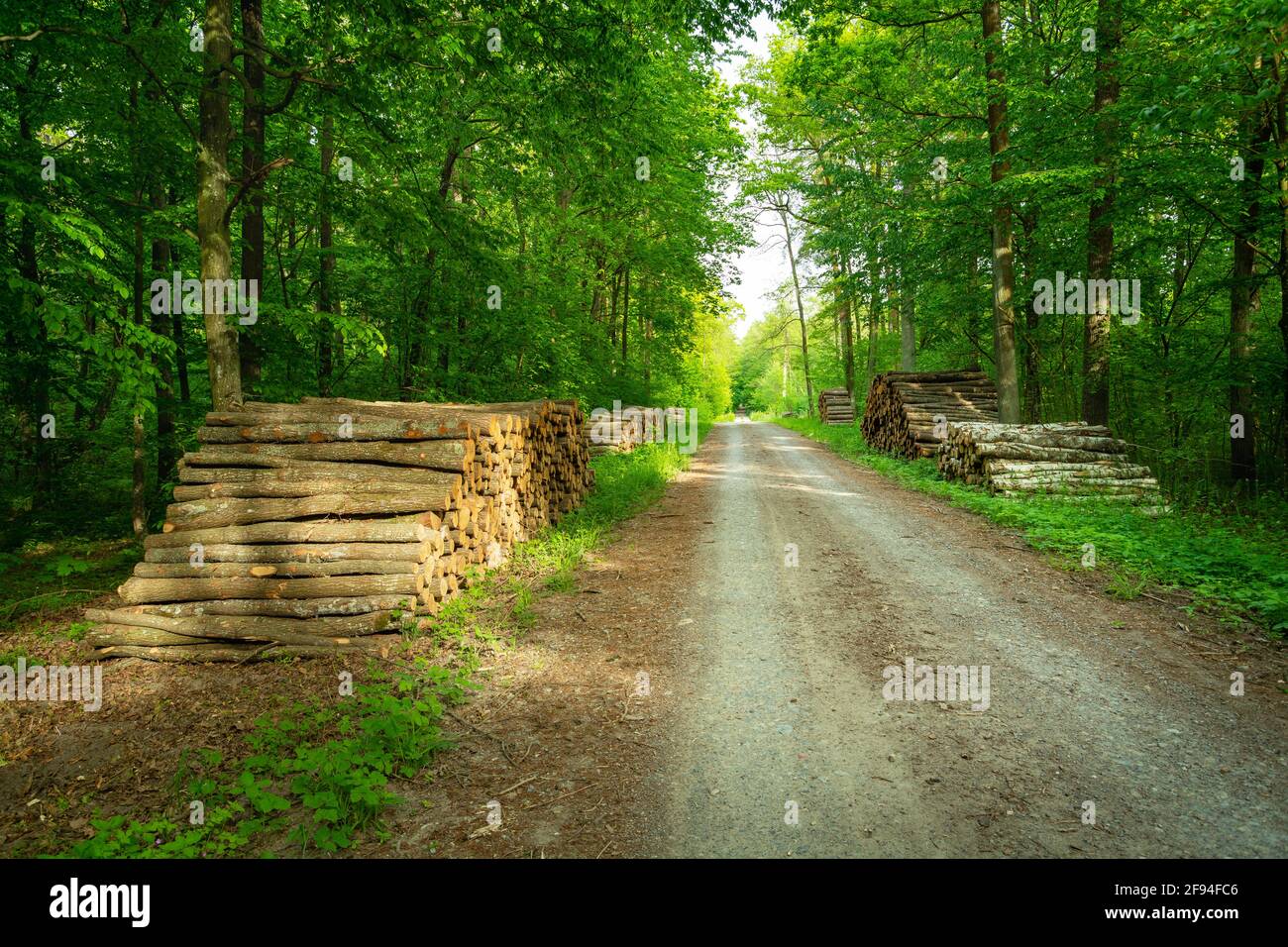 Arranged tree trunks along the road in the forest, spring view Stock Photo