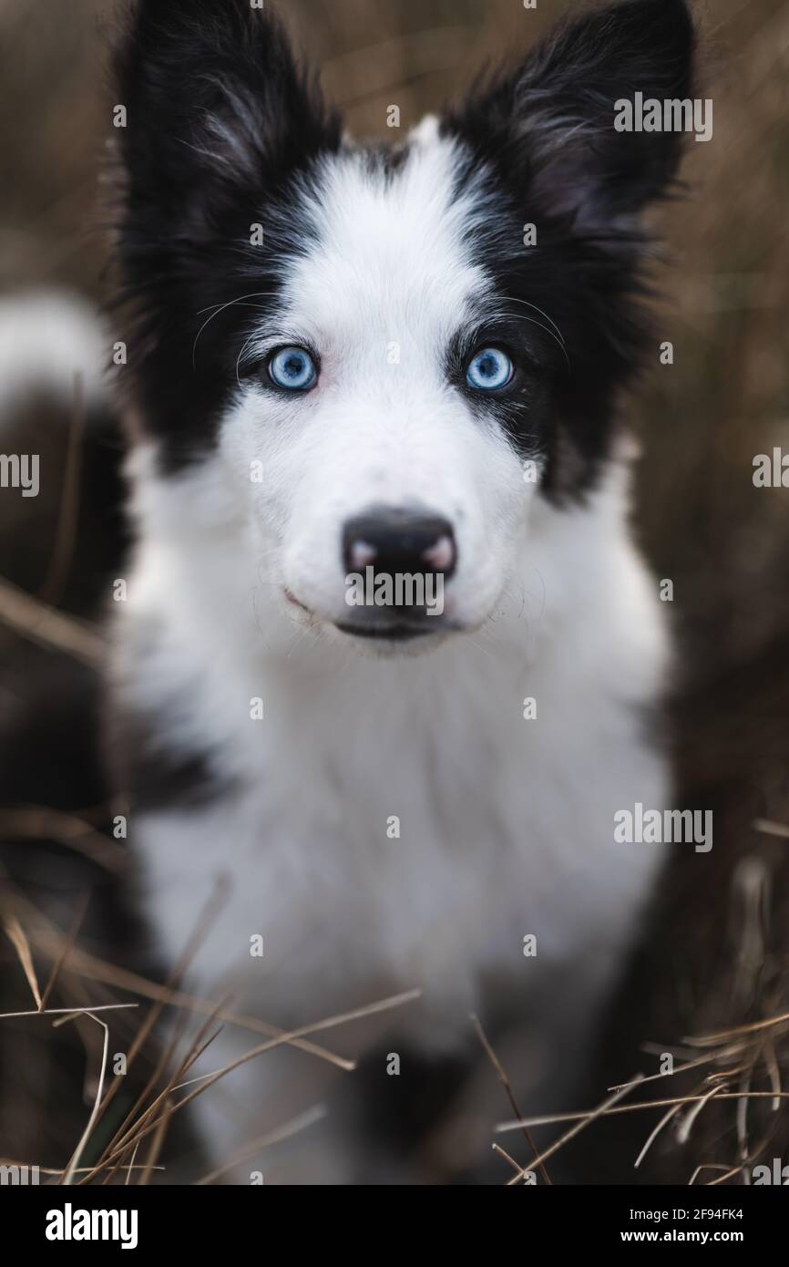 Border Collie sheep dog puppy 8 weeks old on a farm in South Wales Stock  Photo - Alamy