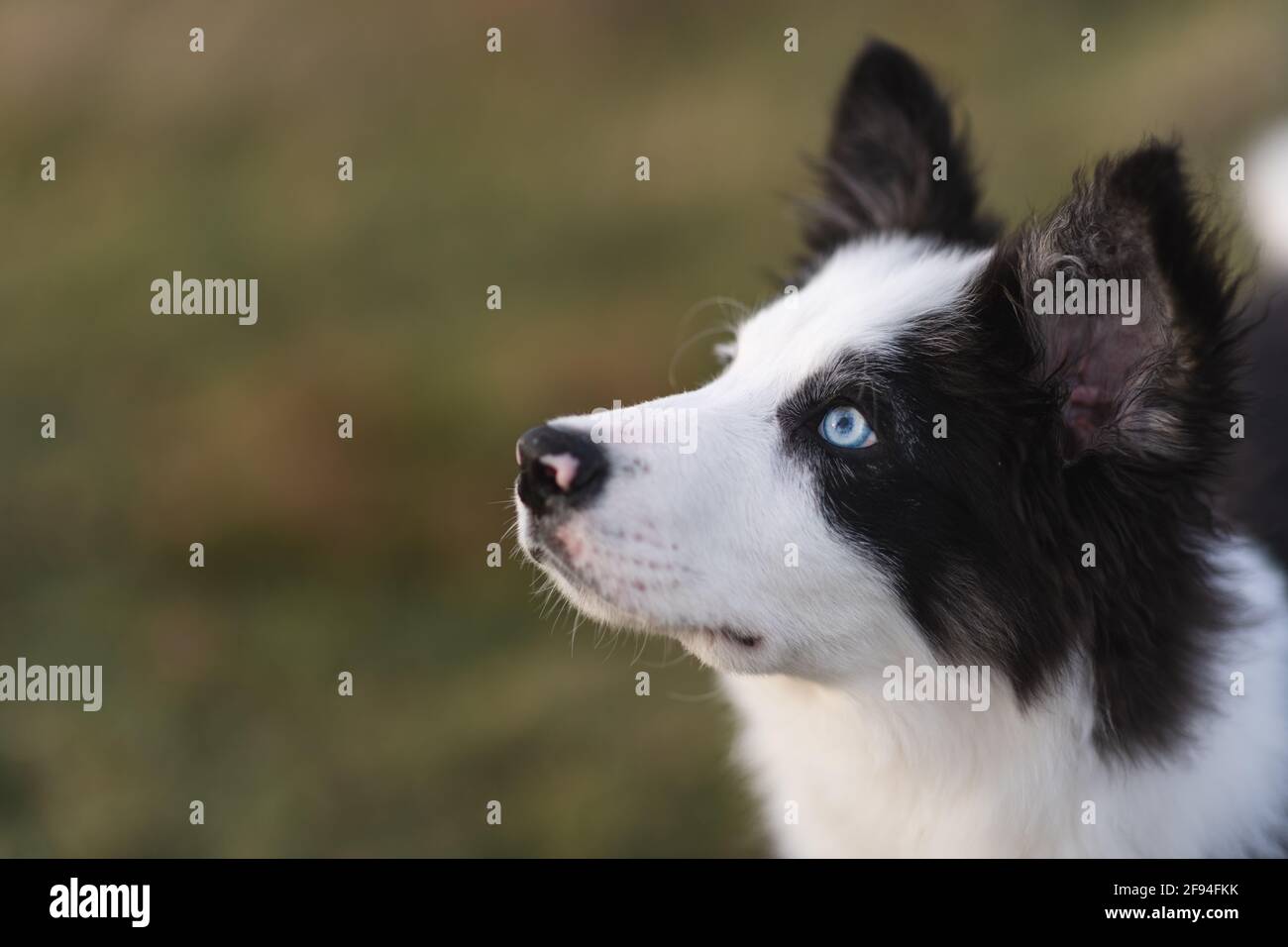 Border Collie sheep dog puppy 8 weeks old on a farm in South Wales Stock Photo