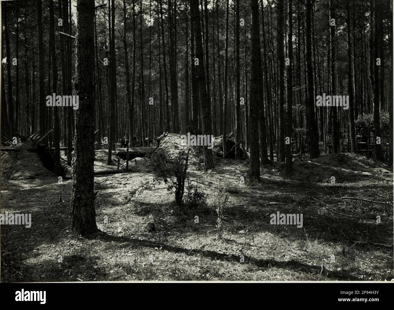 Covered Officer Sounds of Infantry Regimens No. 62 in the forest east Janòw. . Stock Photo