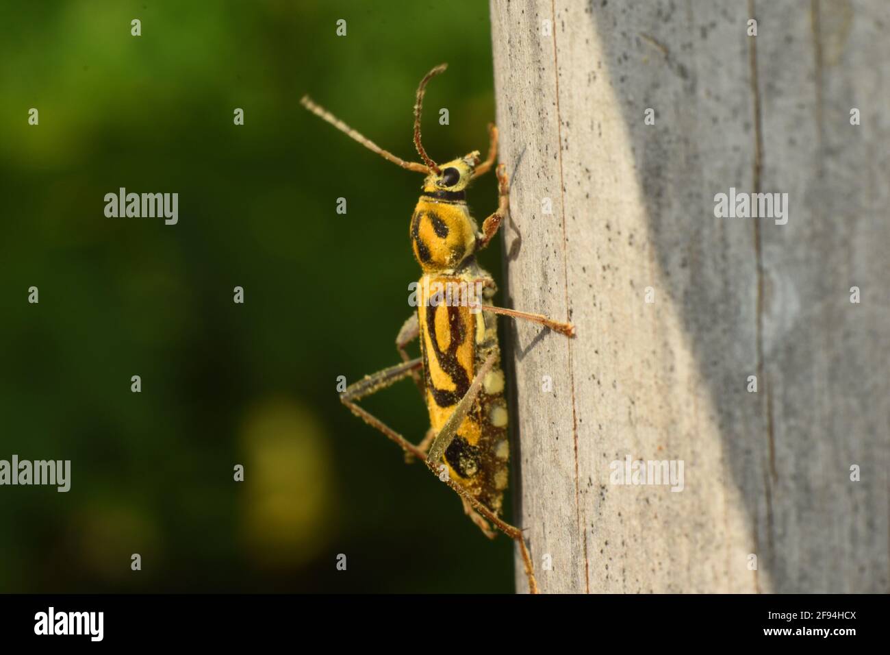 Bamboo tiger longhorn beetle (Chlorophorus annularis) Stock Photo