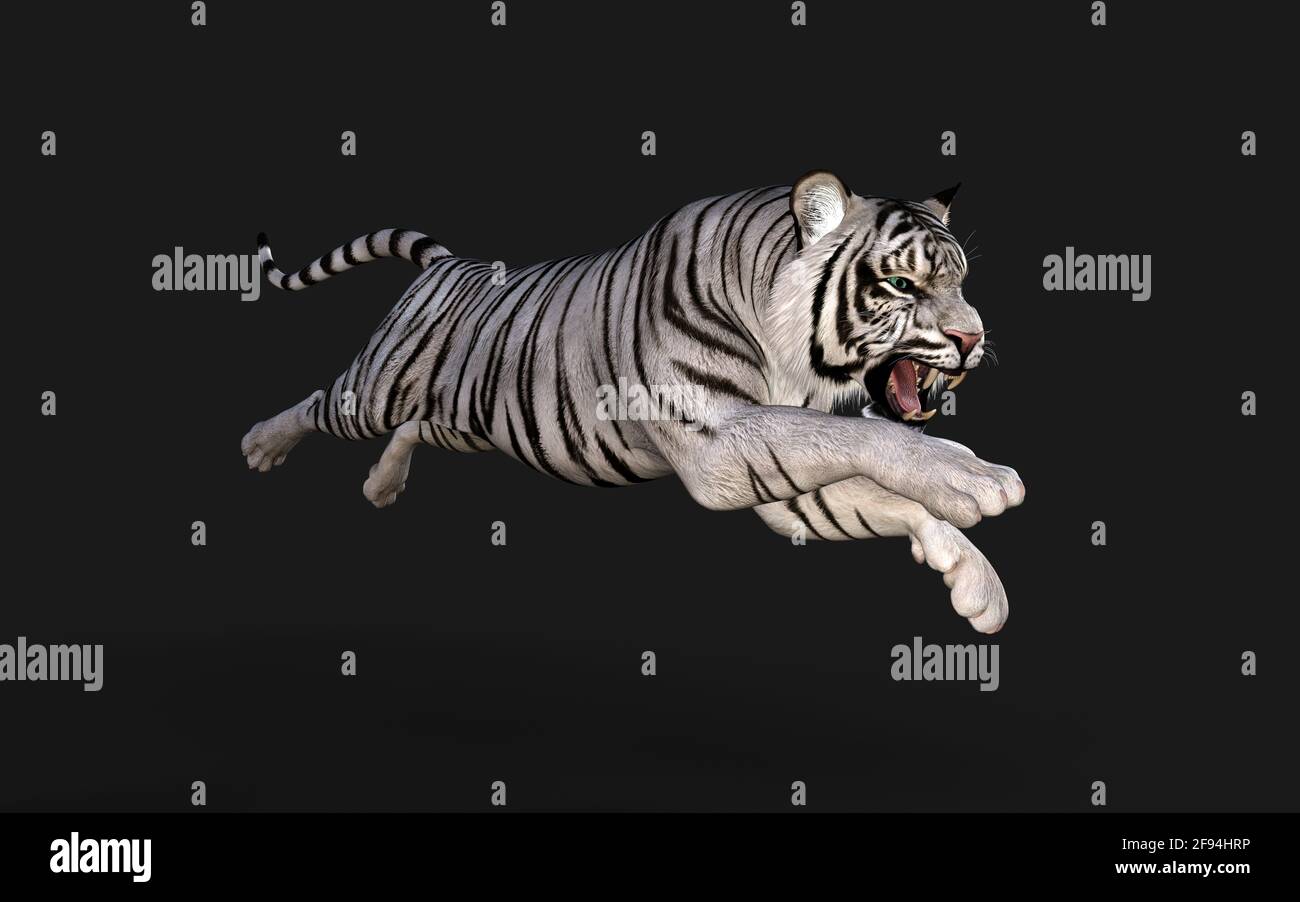 White Tiger Albino Isolated on Dark Background with Clipping Path. 3d Illustration. Stock Photo