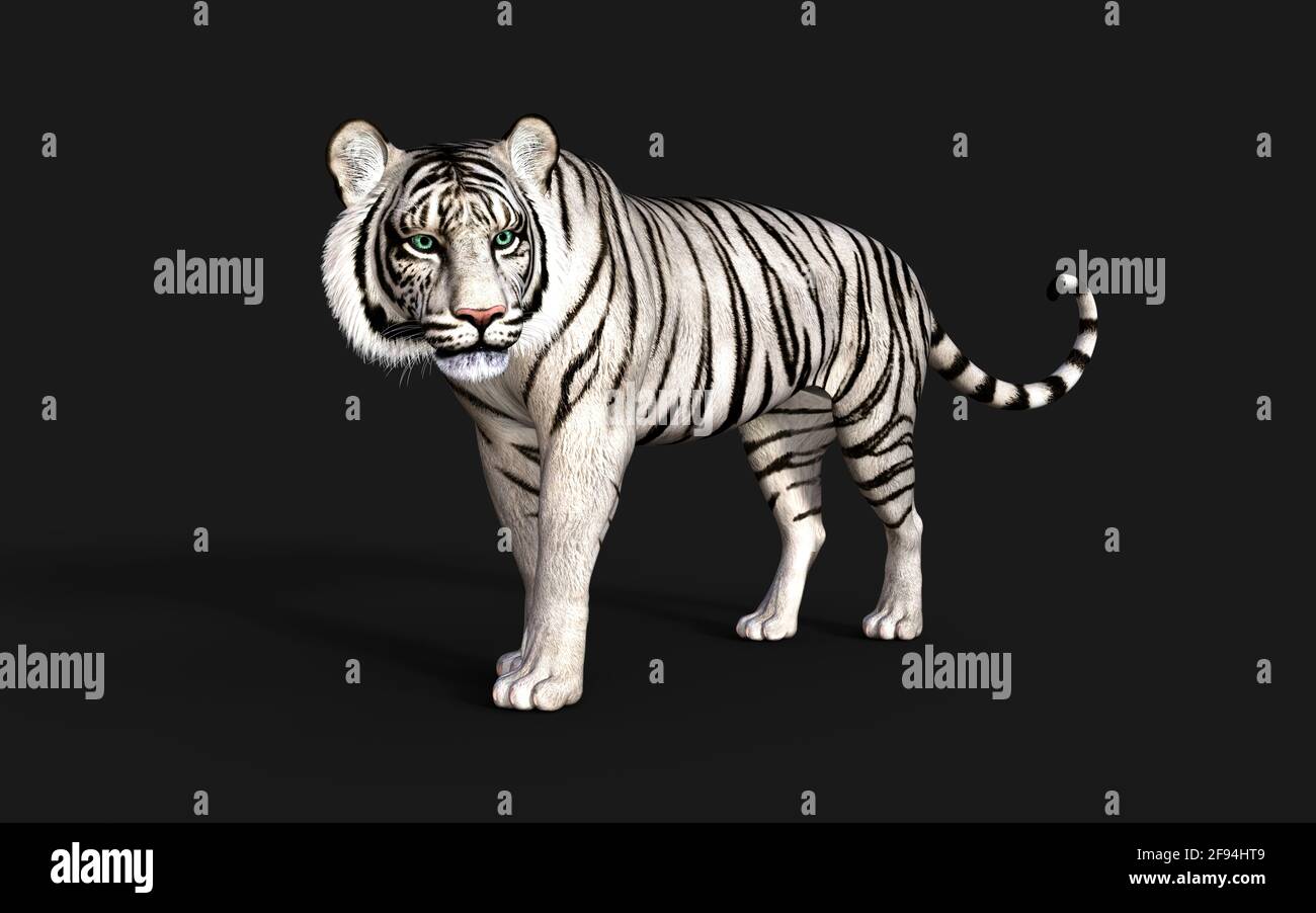 The White Tiger. 3D Illustration Stock Illustration - Illustration