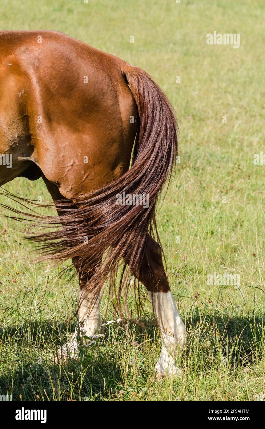 Horse standing on hind legs hires stock photography and images Alamy