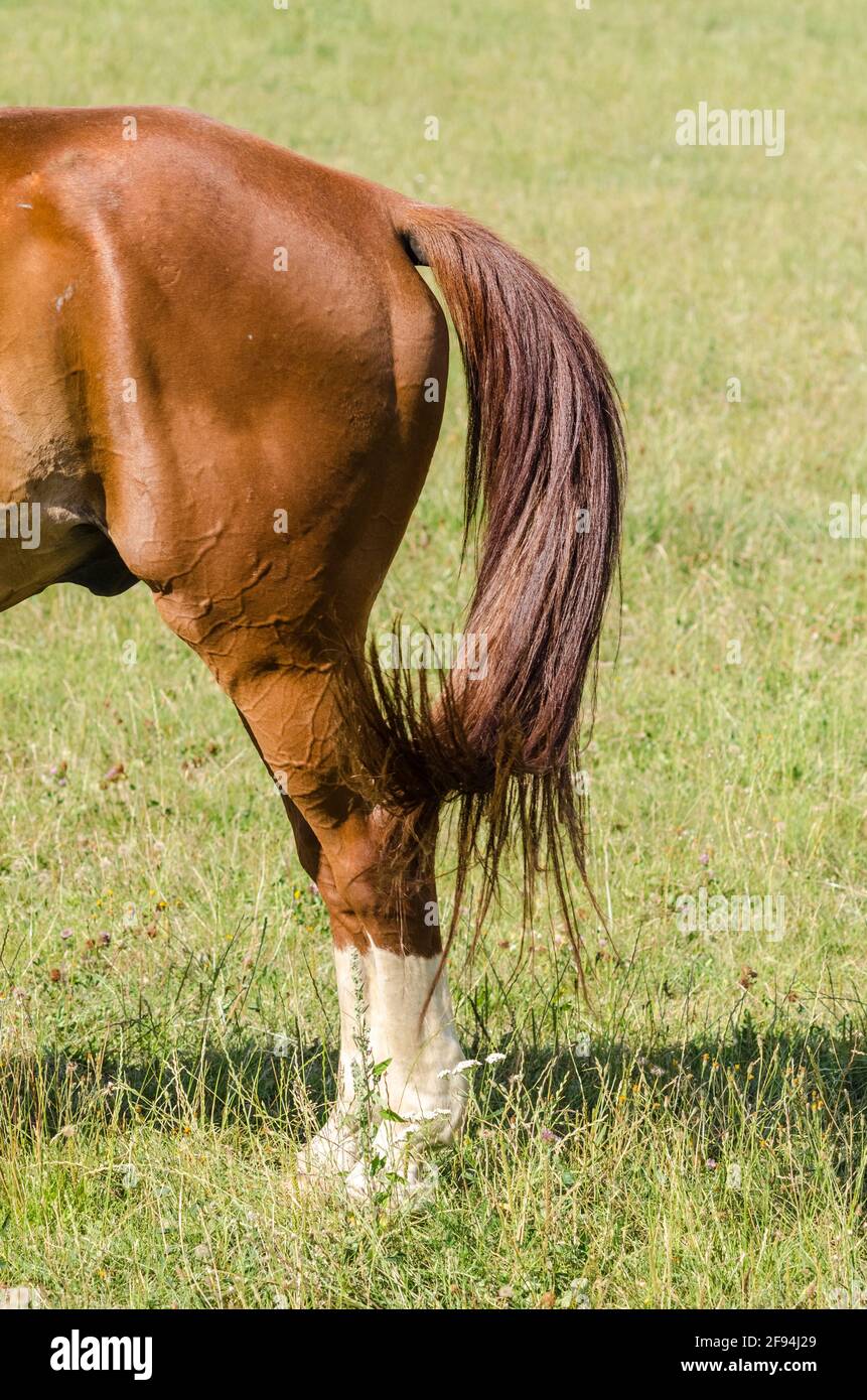 Horse standing on hind legs hires stock photography and images Alamy