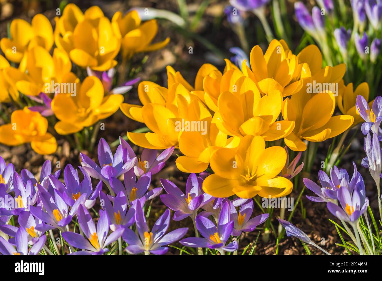 Purple yellow crocus flowers hi-res stock photography and images - Alamy