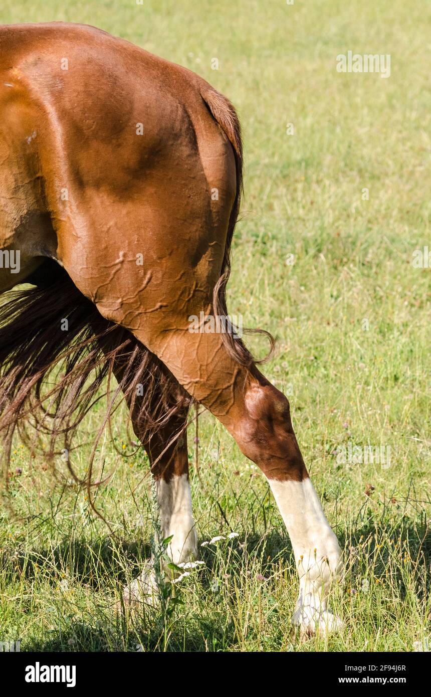 Horse standing on hind legs hires stock photography and images Alamy