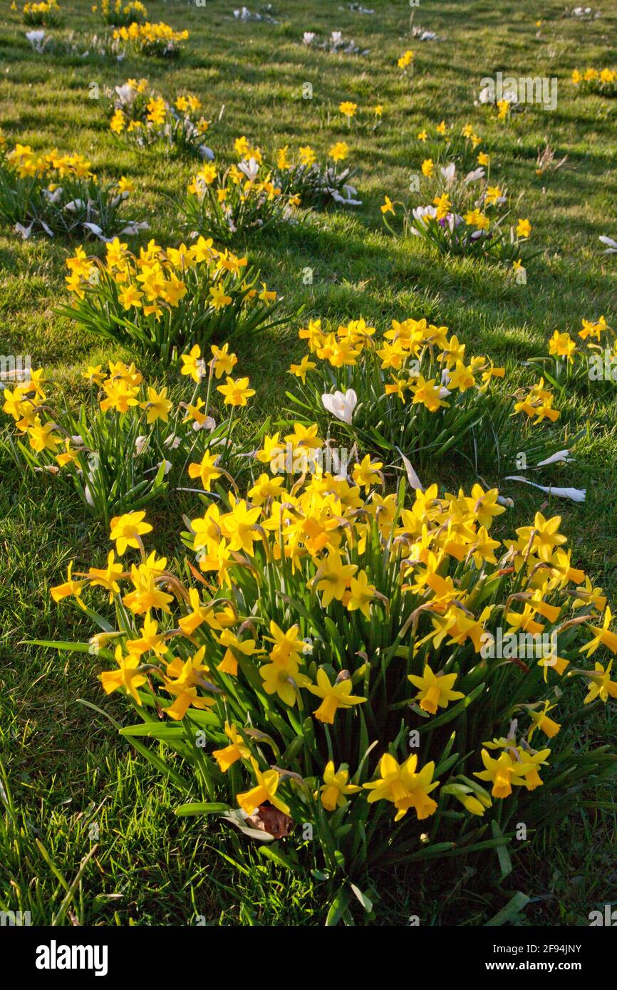 bright yellow daffodil flowers growing in Spring Stock Photo