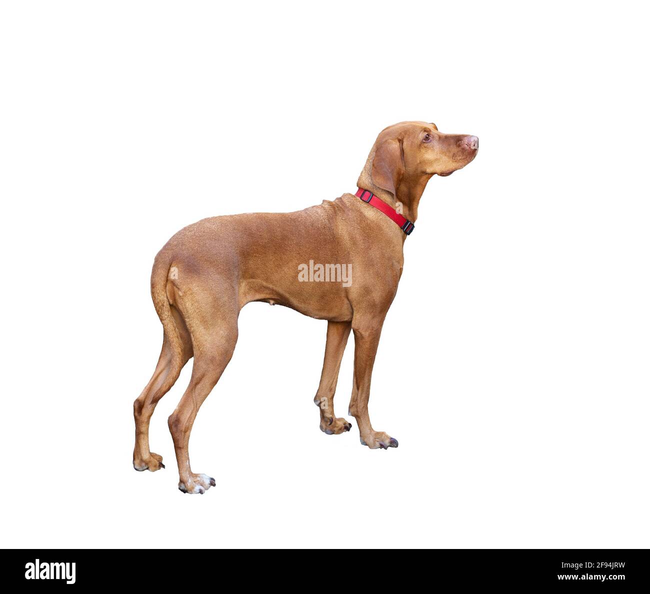 Hungarian Shorthaired Pointing Dog (Vizsla) isolated on white. Stock Photo