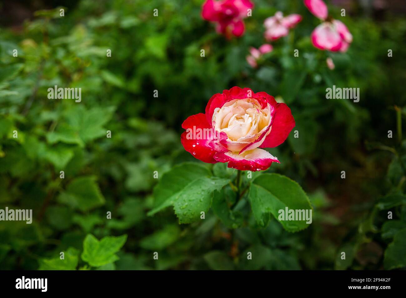 Beautiful roses in the garden, growing different varieties of flowers ...