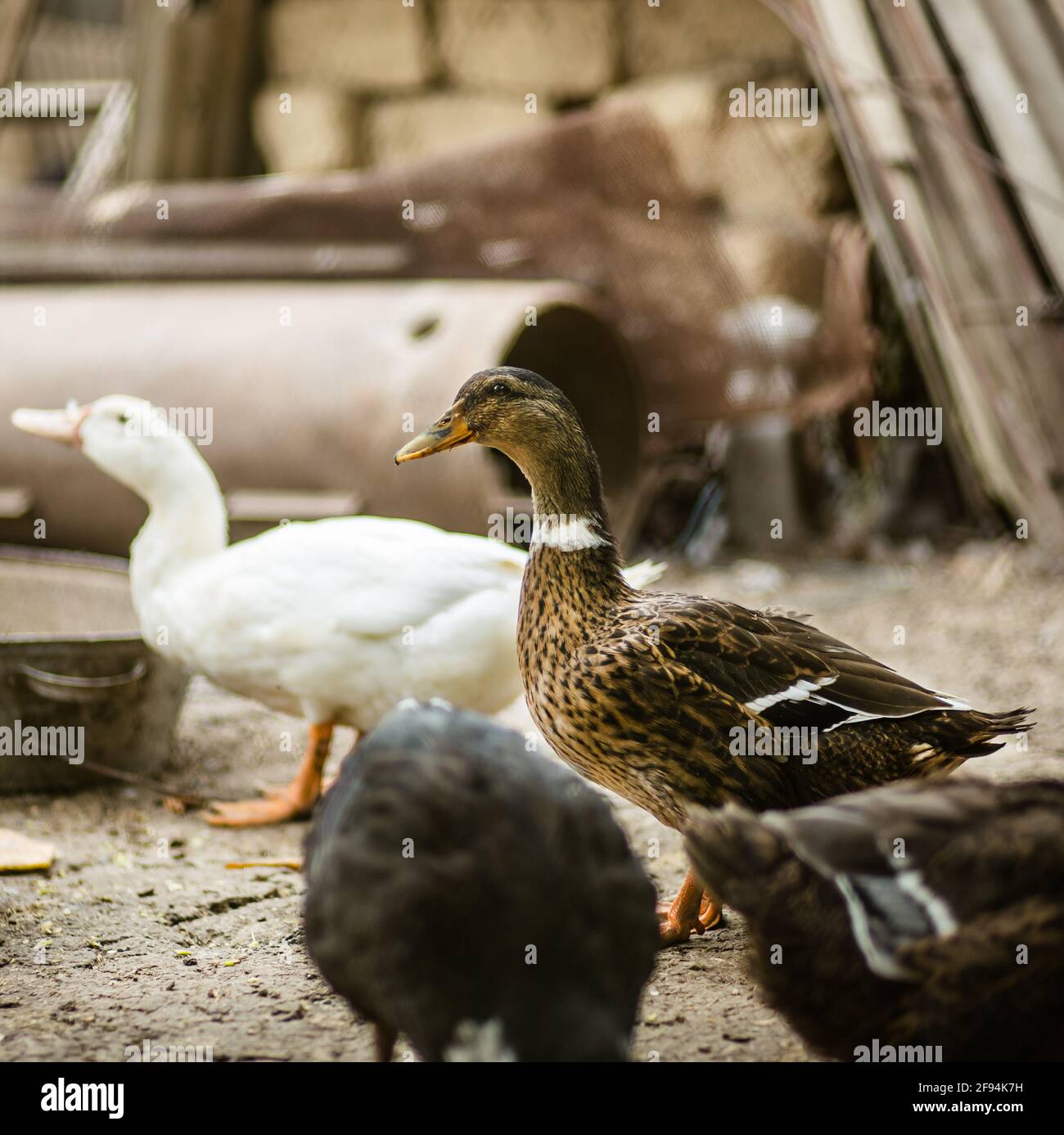 Ducks in the farmyard. Poultry, chickens ducks turkeys Stock Photo Alamy