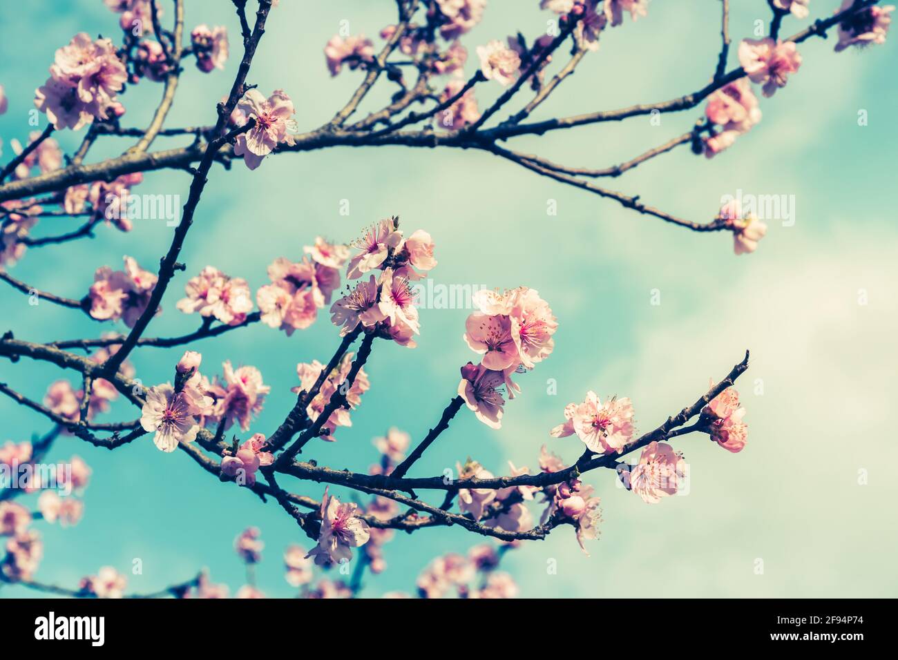 Cherry blossom branches in sunny early spring Stock Photo