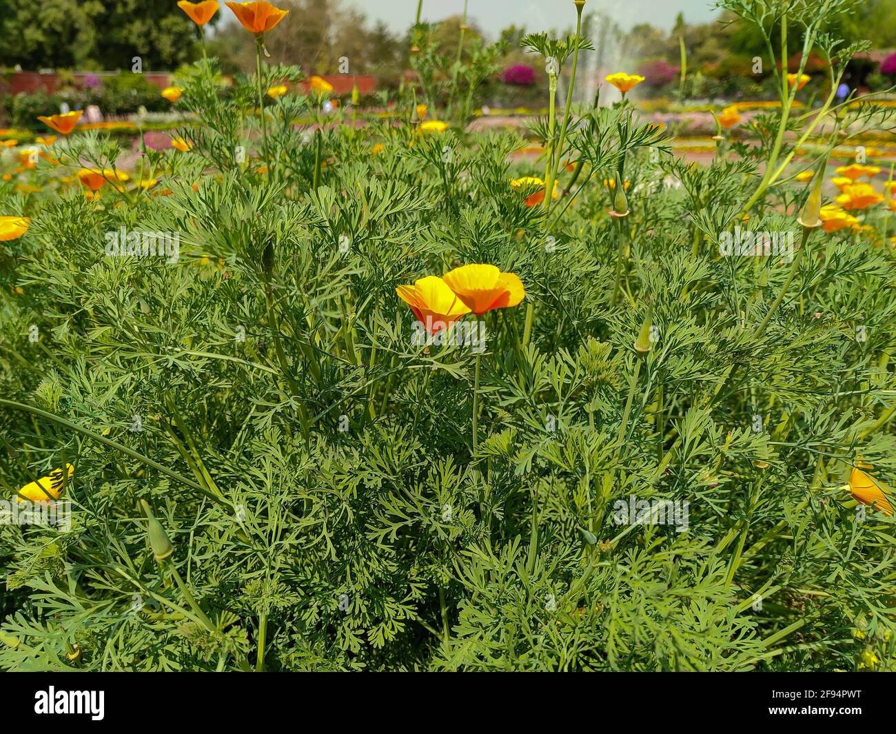 Yellow Eschscholzia lemmonii flowers grown in the park Stock Photo