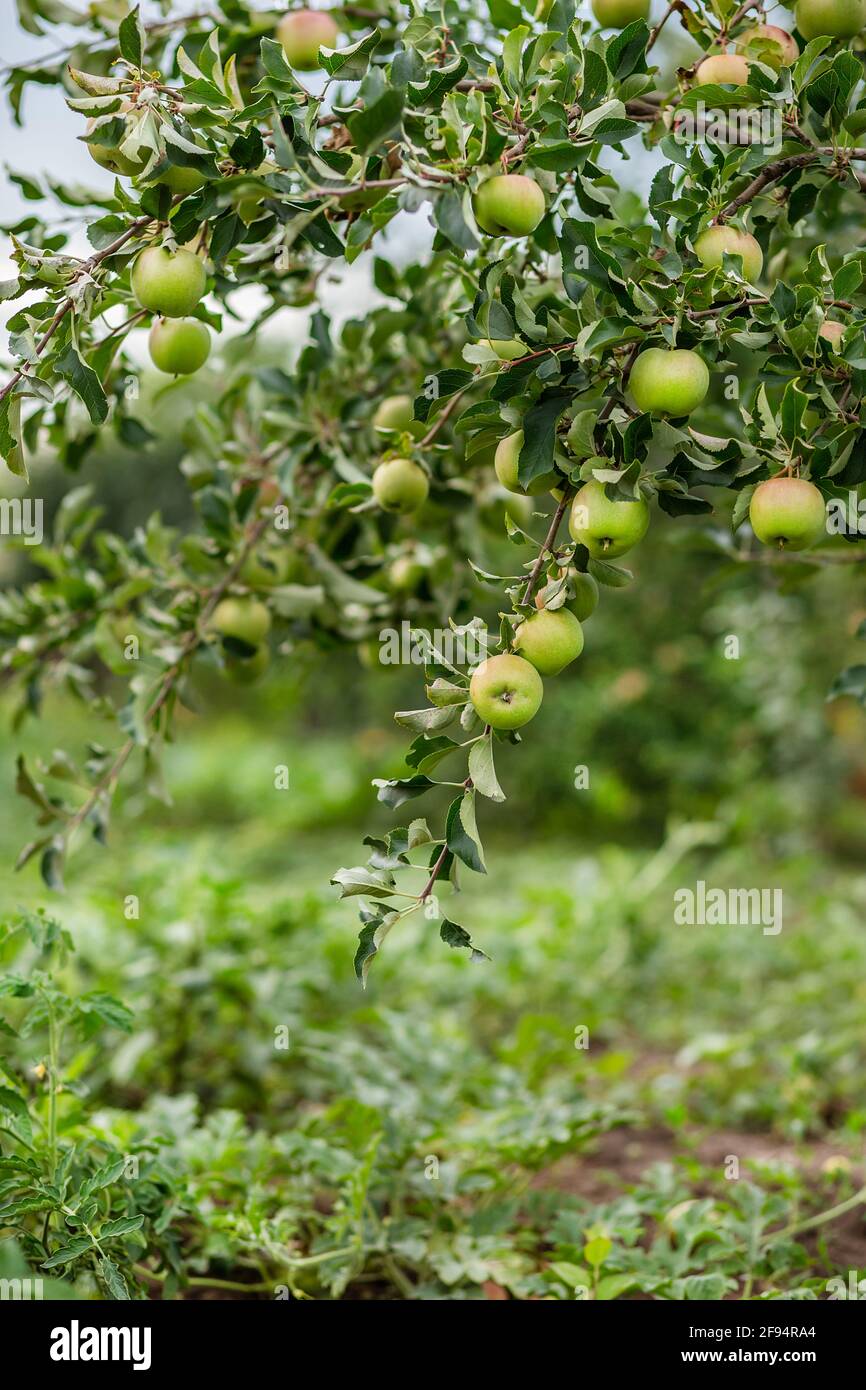 Organic apples hanging from a tree branch in an apple orchard Stock ...