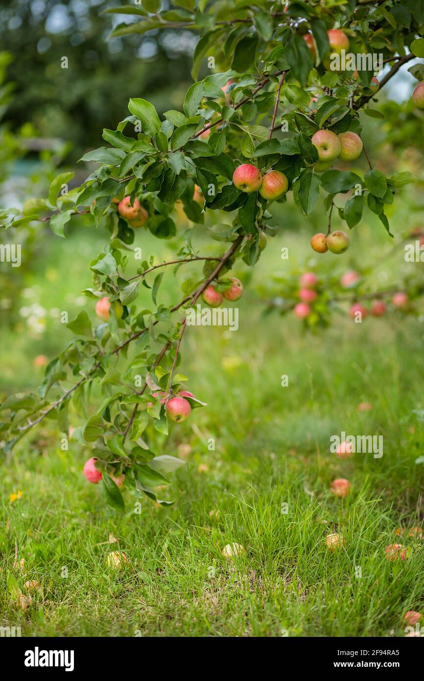 Organic apples hanging from a tree branch in an apple orchard Stock ...