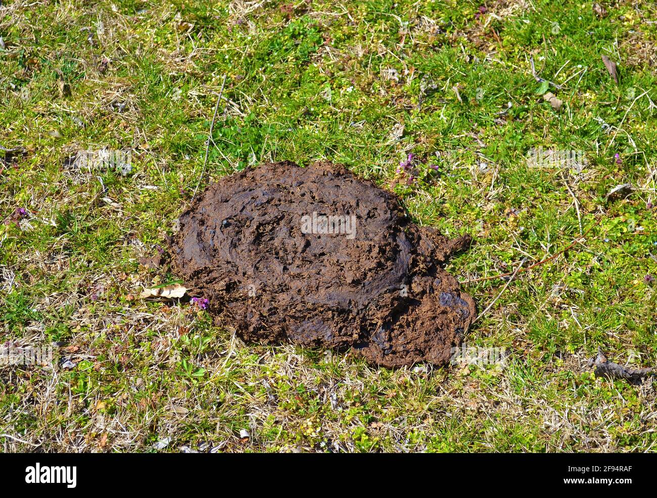 The cattle manure, or cow dung as fertilizer Stock Photo Alamy