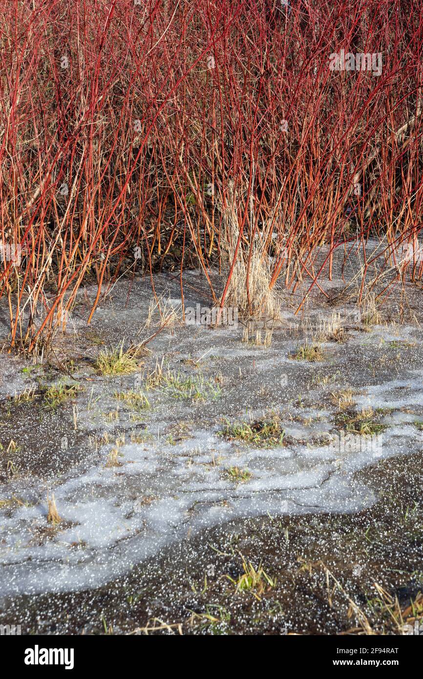 Red willow trees hi-res stock photography and images - Alamy
