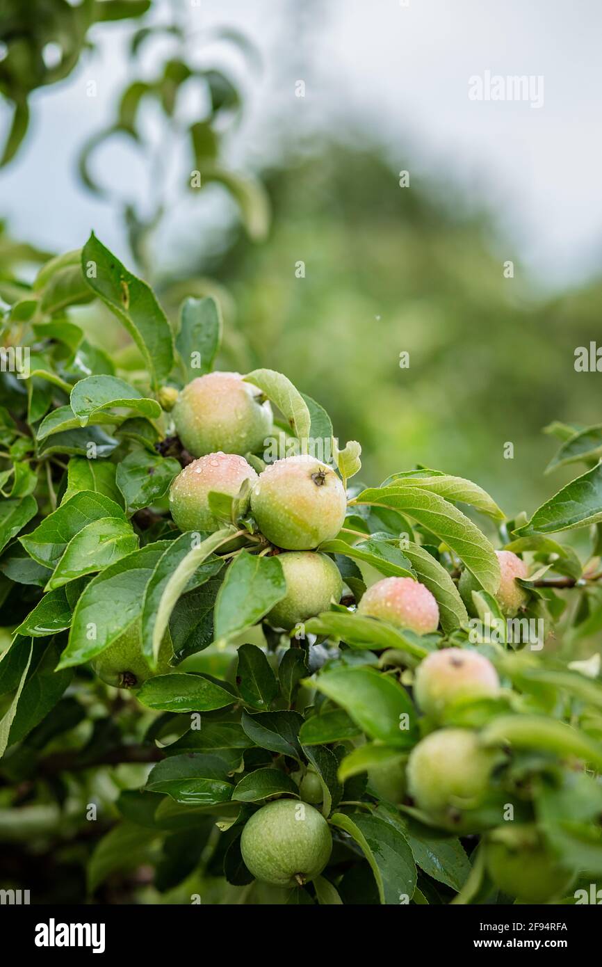 Organic apples hanging from a tree branch in an apple orchard Stock ...