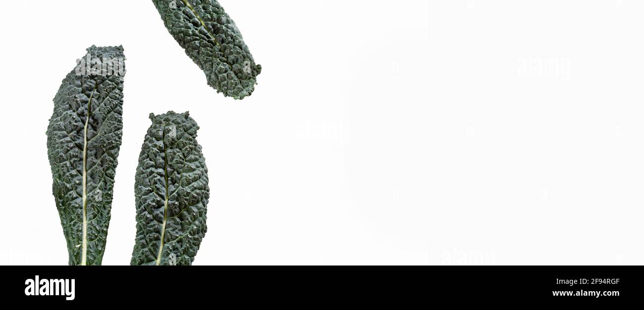 black kale, italian kale, tuscan kale, lacinato Stock Photo Alamy