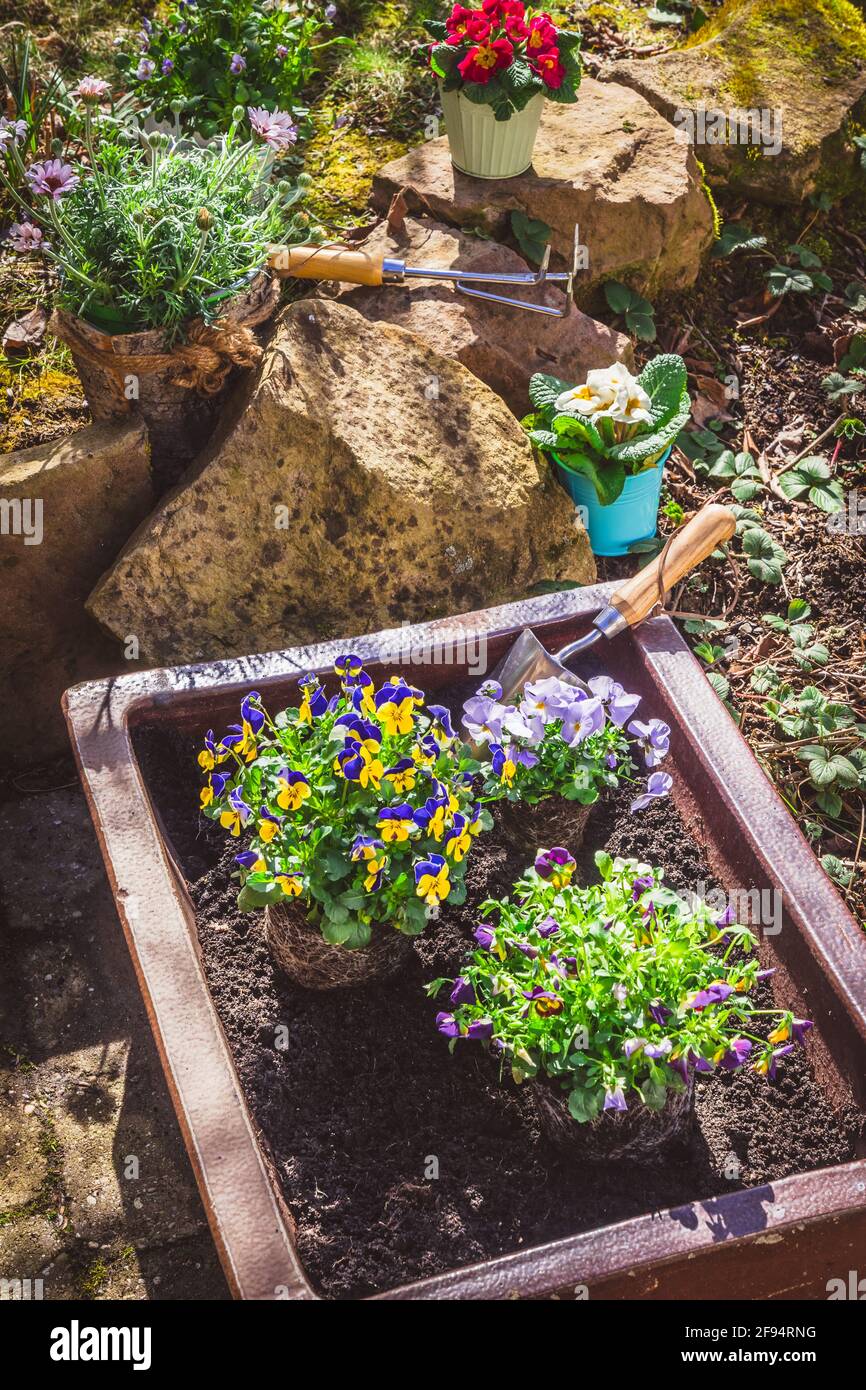Trough Spring Trough plant hi-res stock photography and images - Alamy
