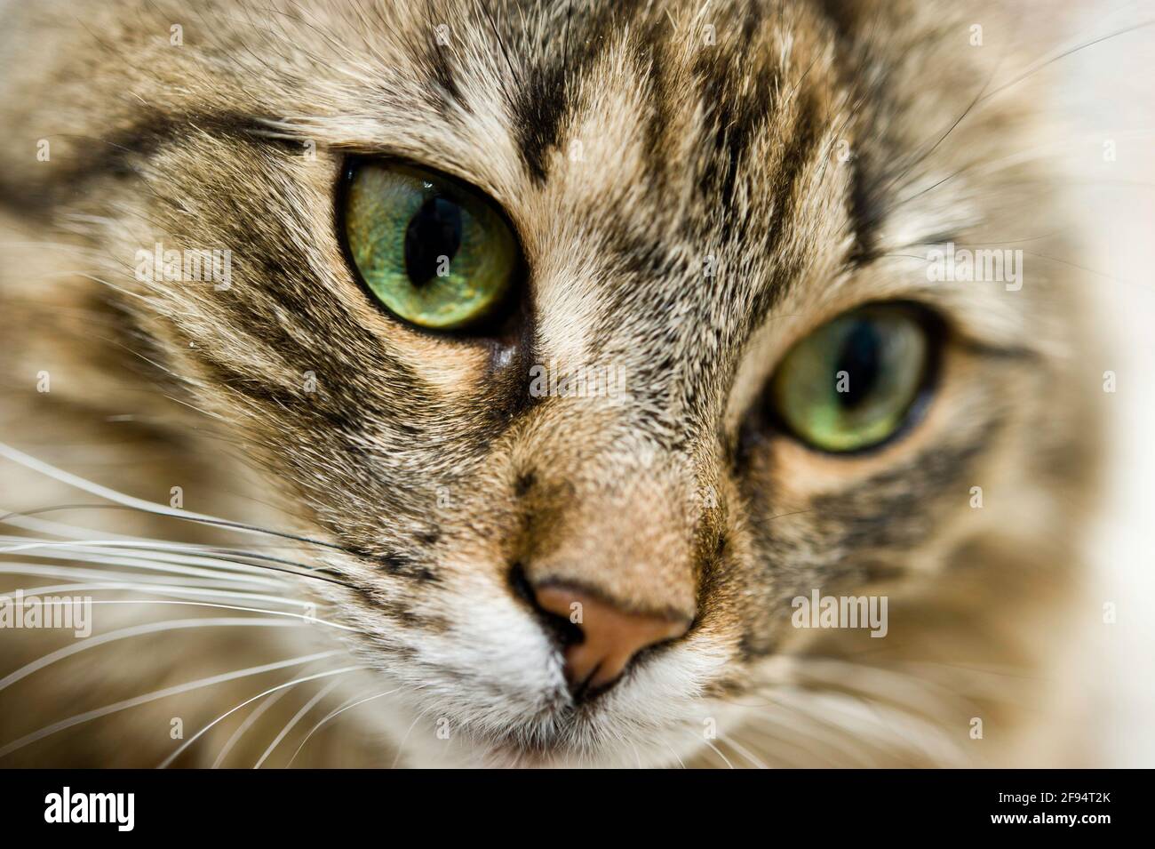 An Cat Portrait of a domestic cat hi-res stock photography and images - Alamy