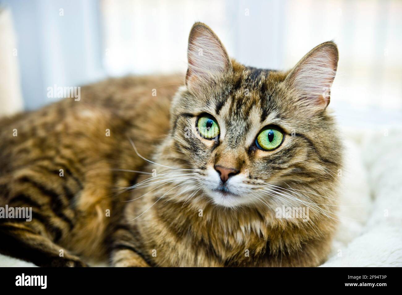 portrait of a domestic cat Stock Photo - Alamy