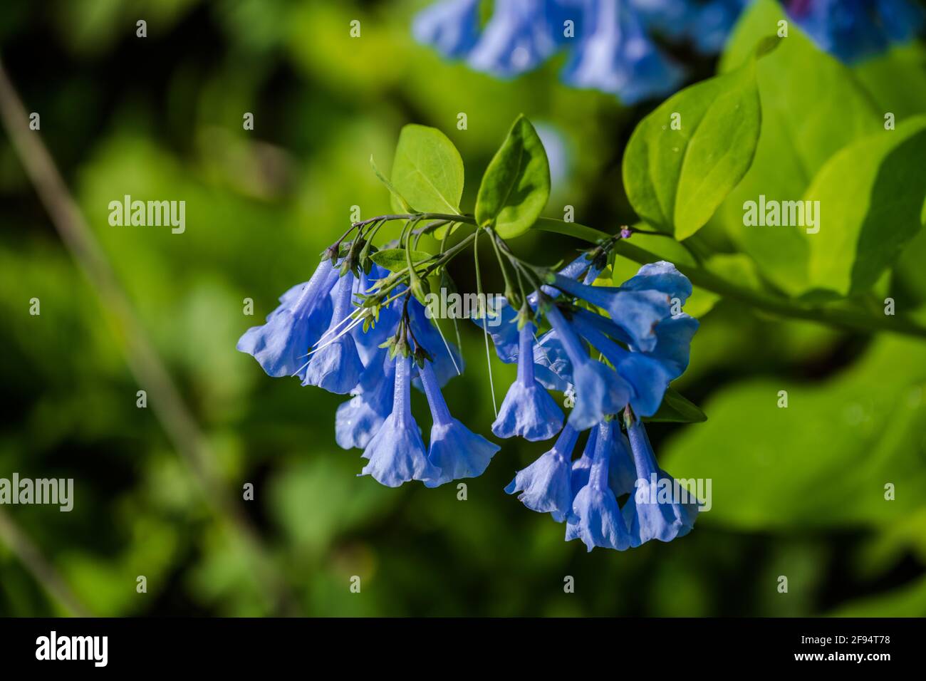 Close-up photo of Virginia Bluebells growing in the wild in Great Falls, VA. Stock Photo