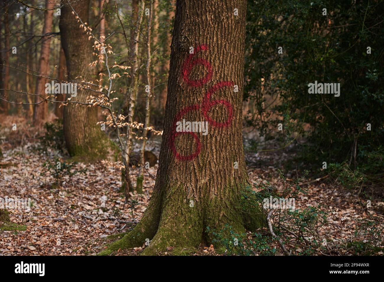 The number 666 painted in red paint on a tree in a Sussex forest Stock