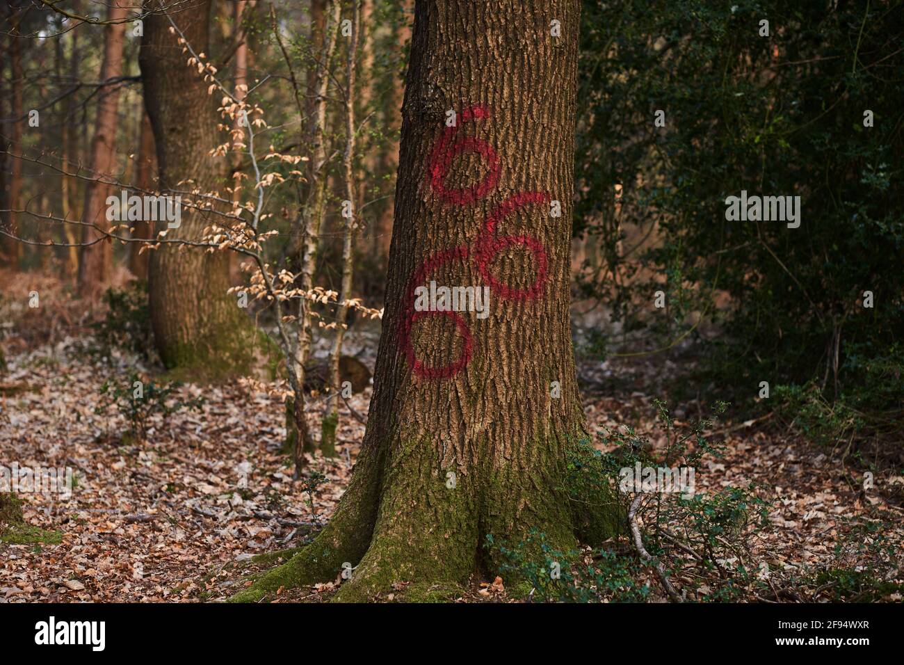 The number 666 painted in red paint on a tree in a Sussex forest Stock Photo