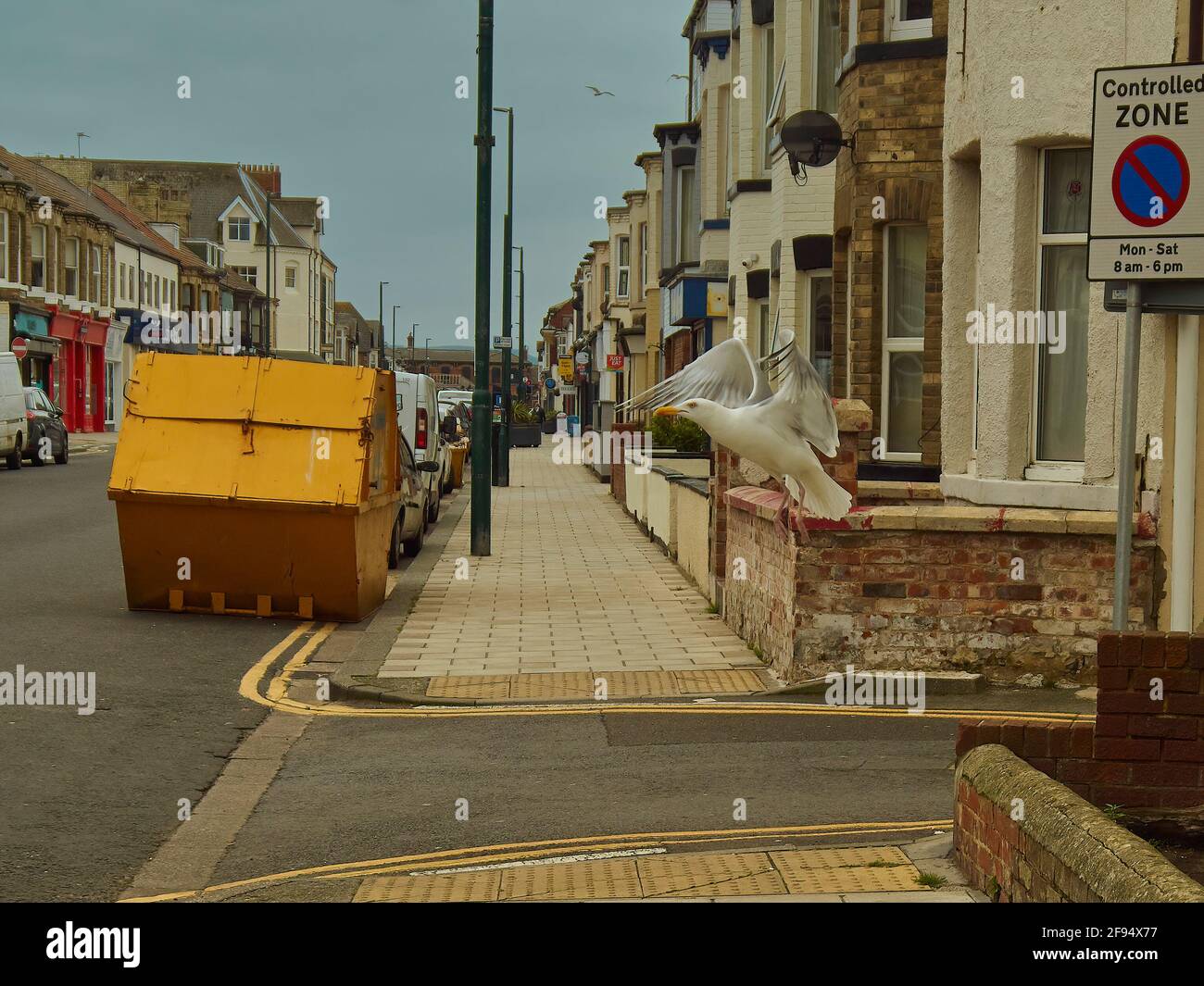 Redcar UK, Jun 2019 - An imposing herring gull strains into the air on a residential street in one of Britain’s post-industrial coastal towns. Stock Photo
