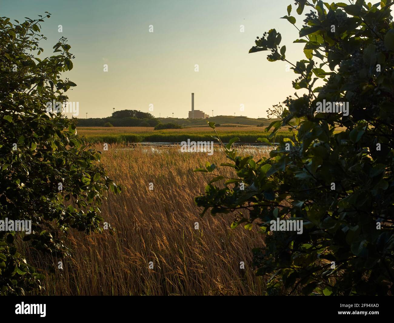 Bright, golden image of marshland reeds, rushes and plants and a horizon where the abandoned Redcar Steelworks stands in silhouette. Stock Photo