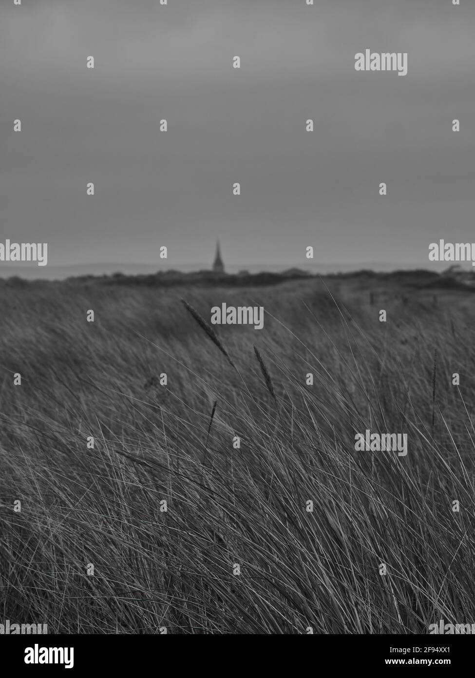 Long grasses, seen in shallow focus, blowing in the wind in Coatham Marsh, with Coatham Church Steeple and the Cleveland Hills on the horizon. Stock Photo