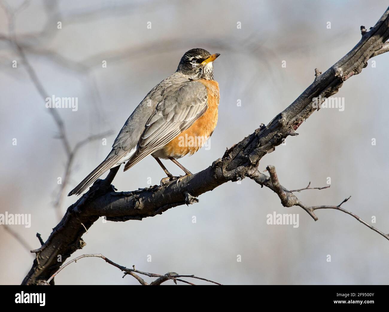 Calgary bird sanctuary hires stock photography and images Alamy