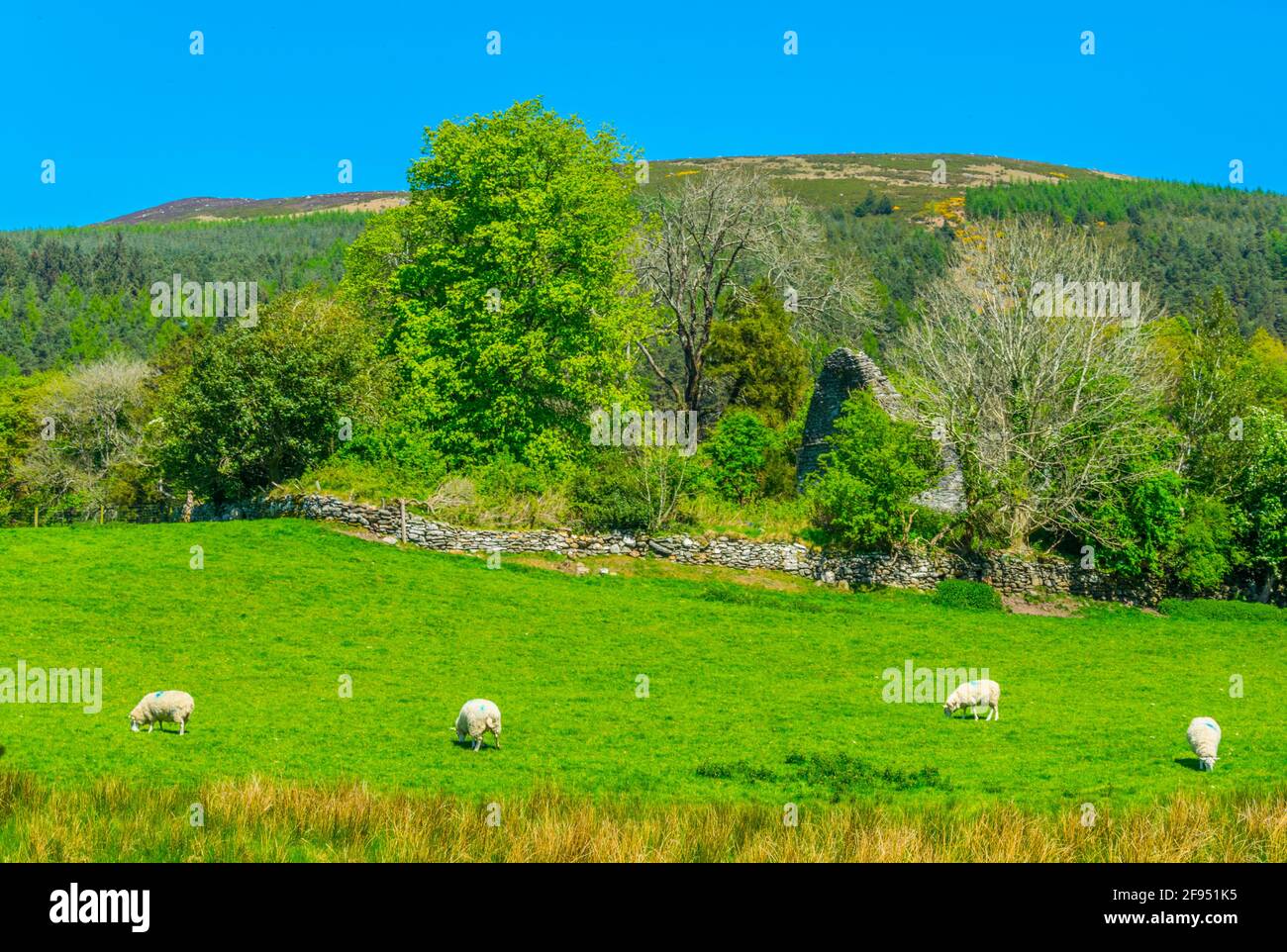 Sheep are grazing near Glendalough, Ireland Stock Photo