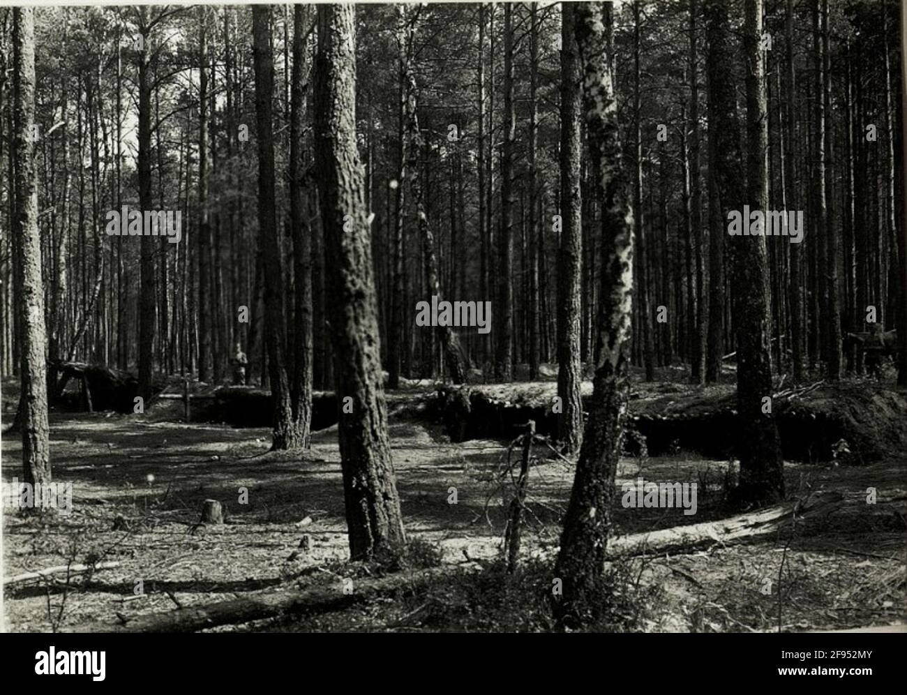 Covered shelters of the Infantry Regiment No. 62 in the forest south of Janòw. . Stock Photo
